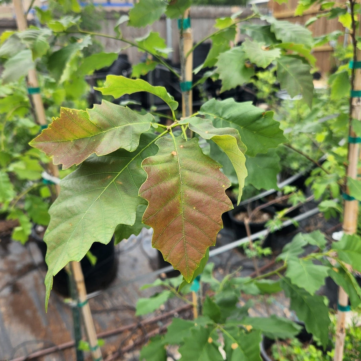 Quercus muehlenbergii (Chinkapin Oak)