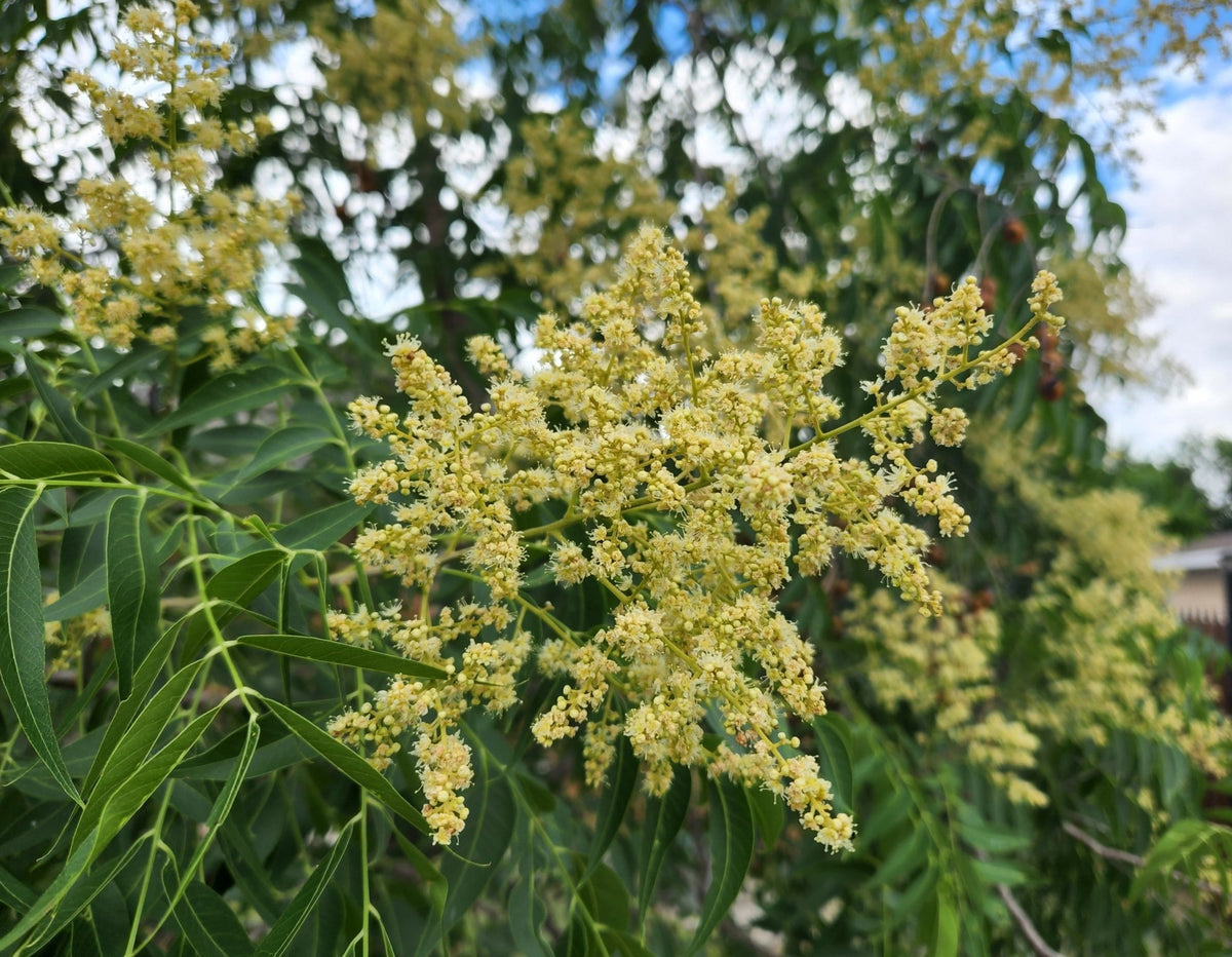 Sapindus saponaria var. drummondii (Western Soapberry)