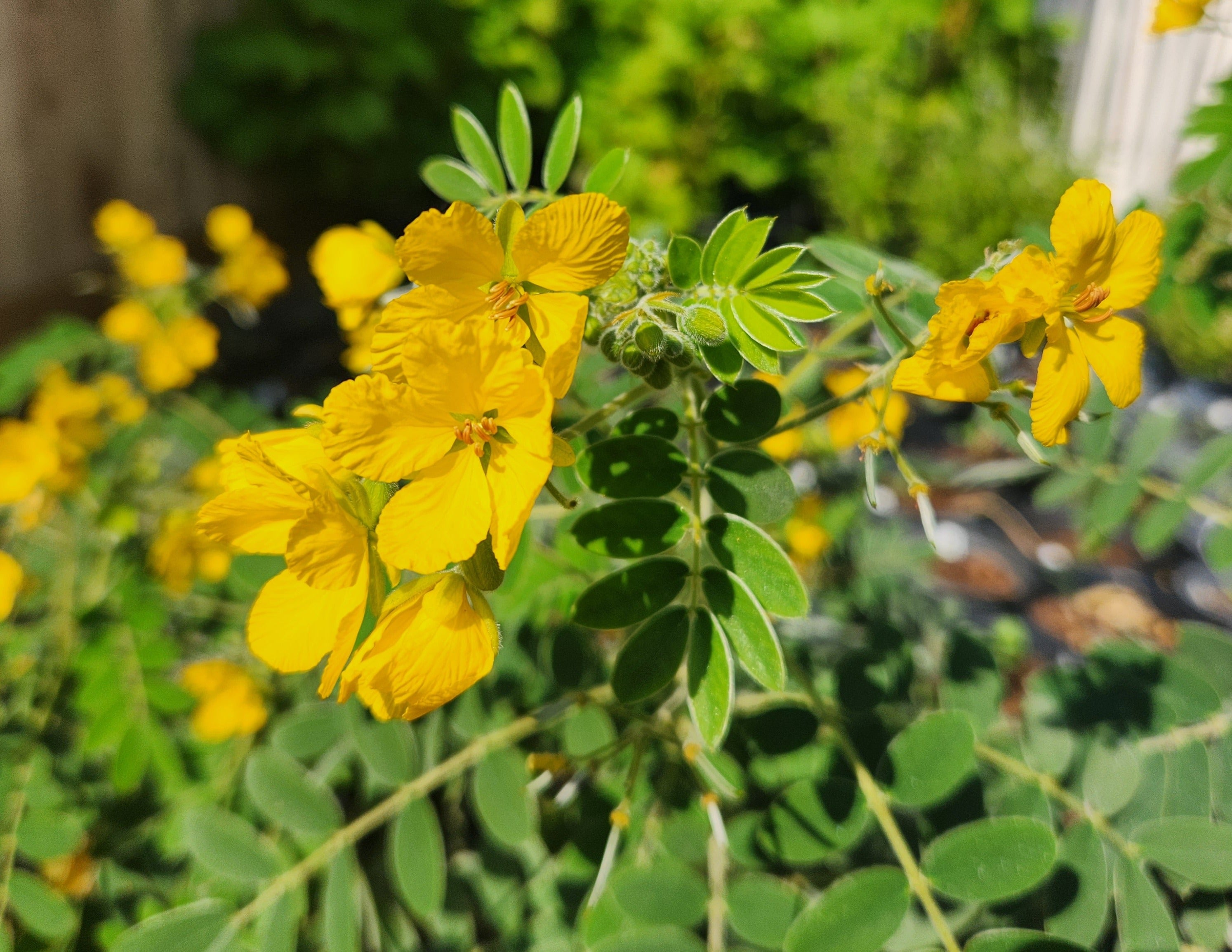 Senna lindheimeriana (Lindheimer's Senna)