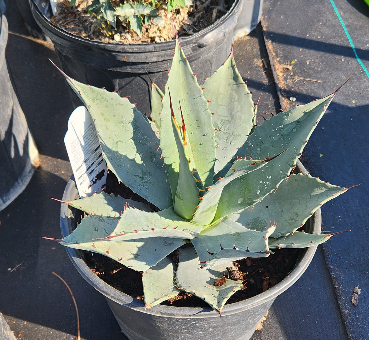 Agave parryi (Parry's Agave) – Eco Blossom Nursery