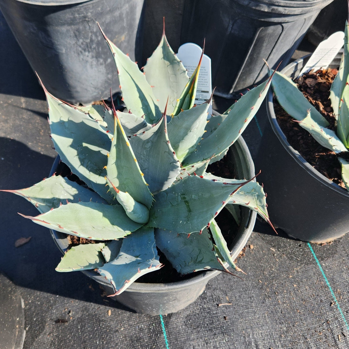 Agave parryi (Parry's Agave)