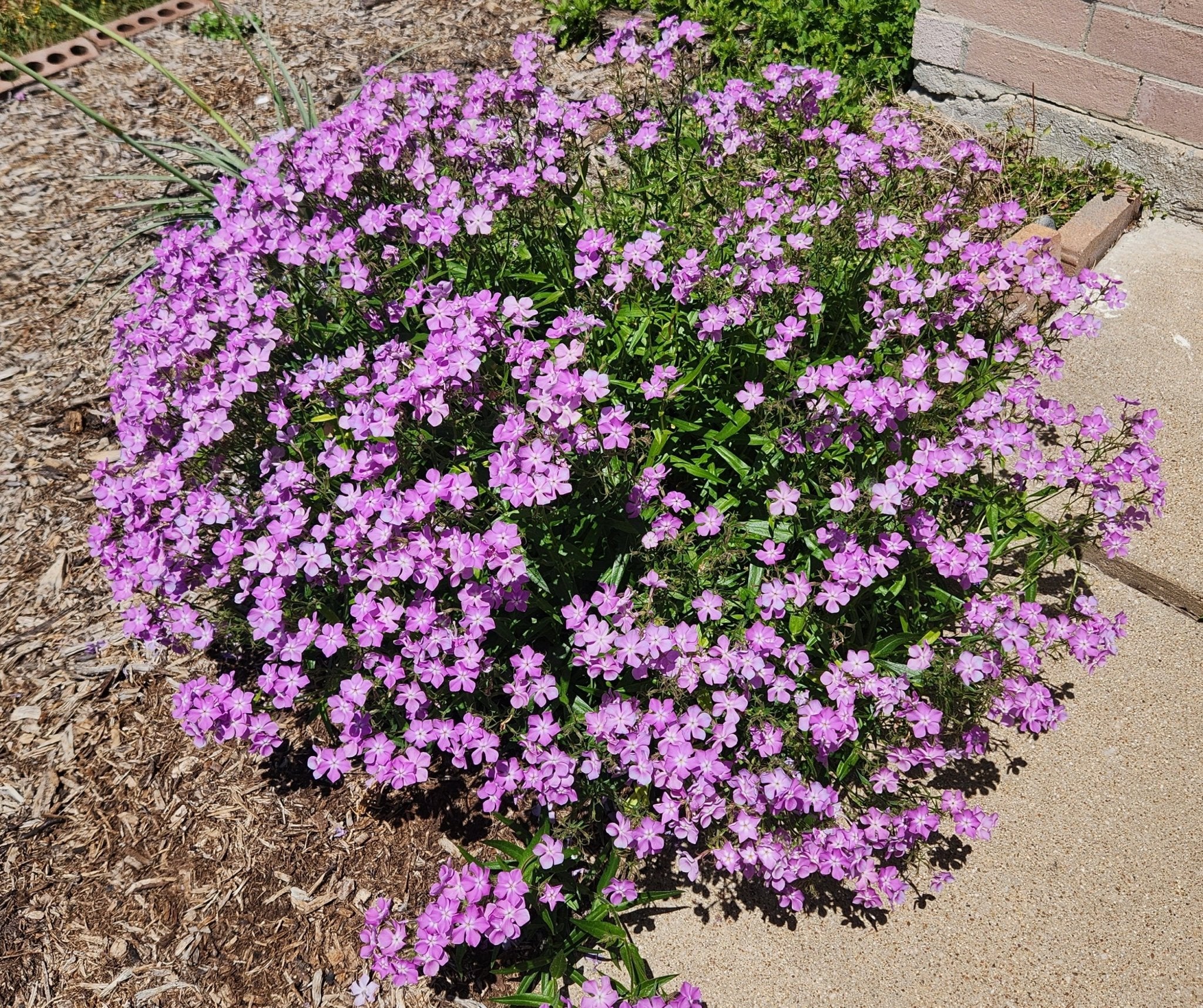 Phlox pilosa (Prairie Phlox)