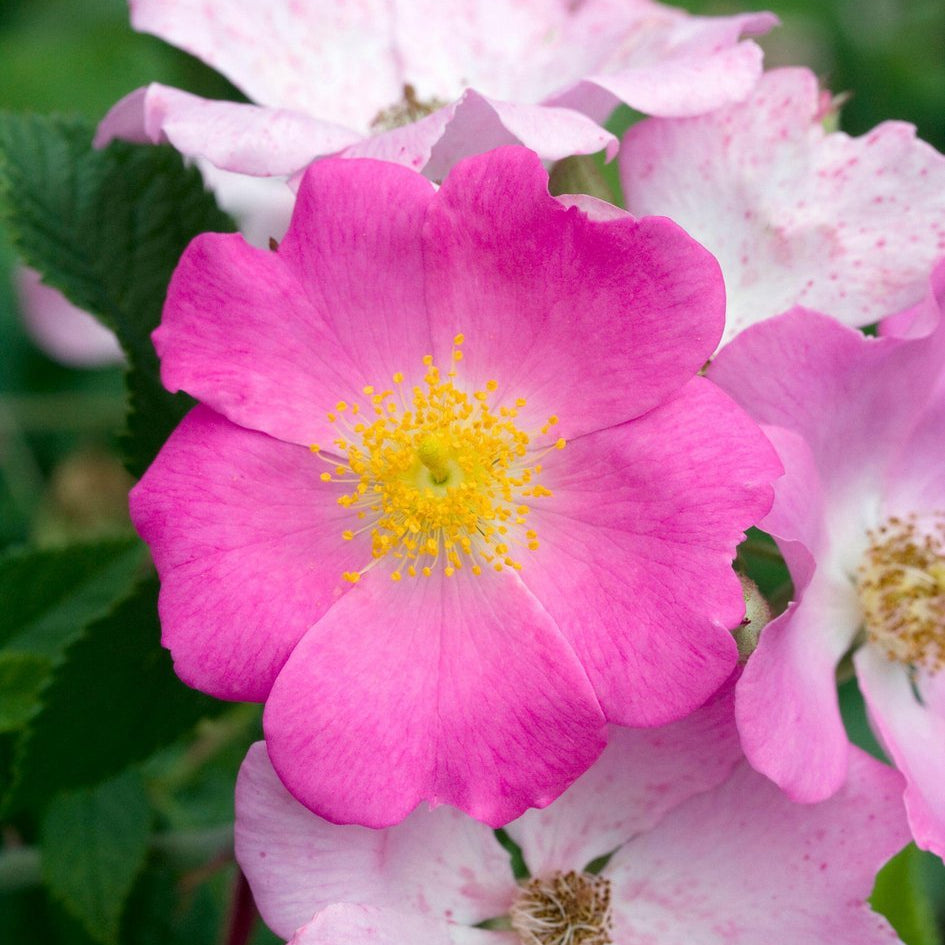 Rosa setigera (Climbing Prairie Rose)