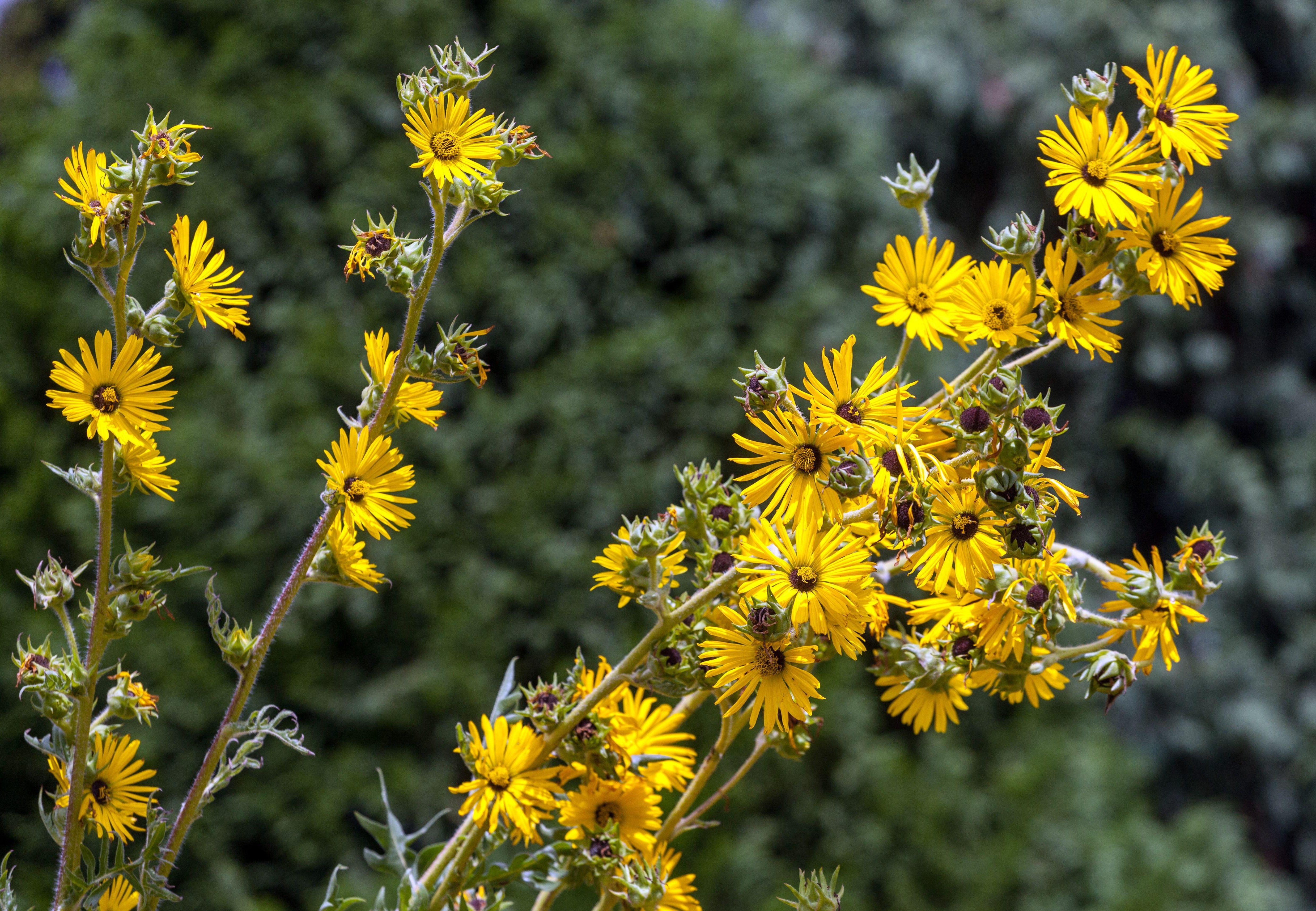Silphium laciniatum (Compass Plant)