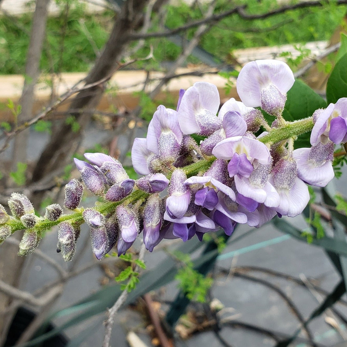 American Wisteria (Wisteria frutescens)