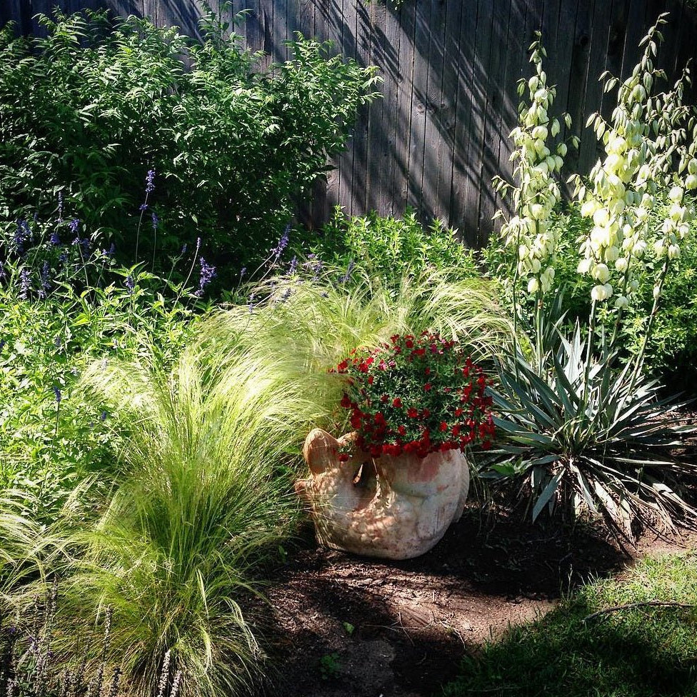 Mexican feather grass (Nassella tenuissima)