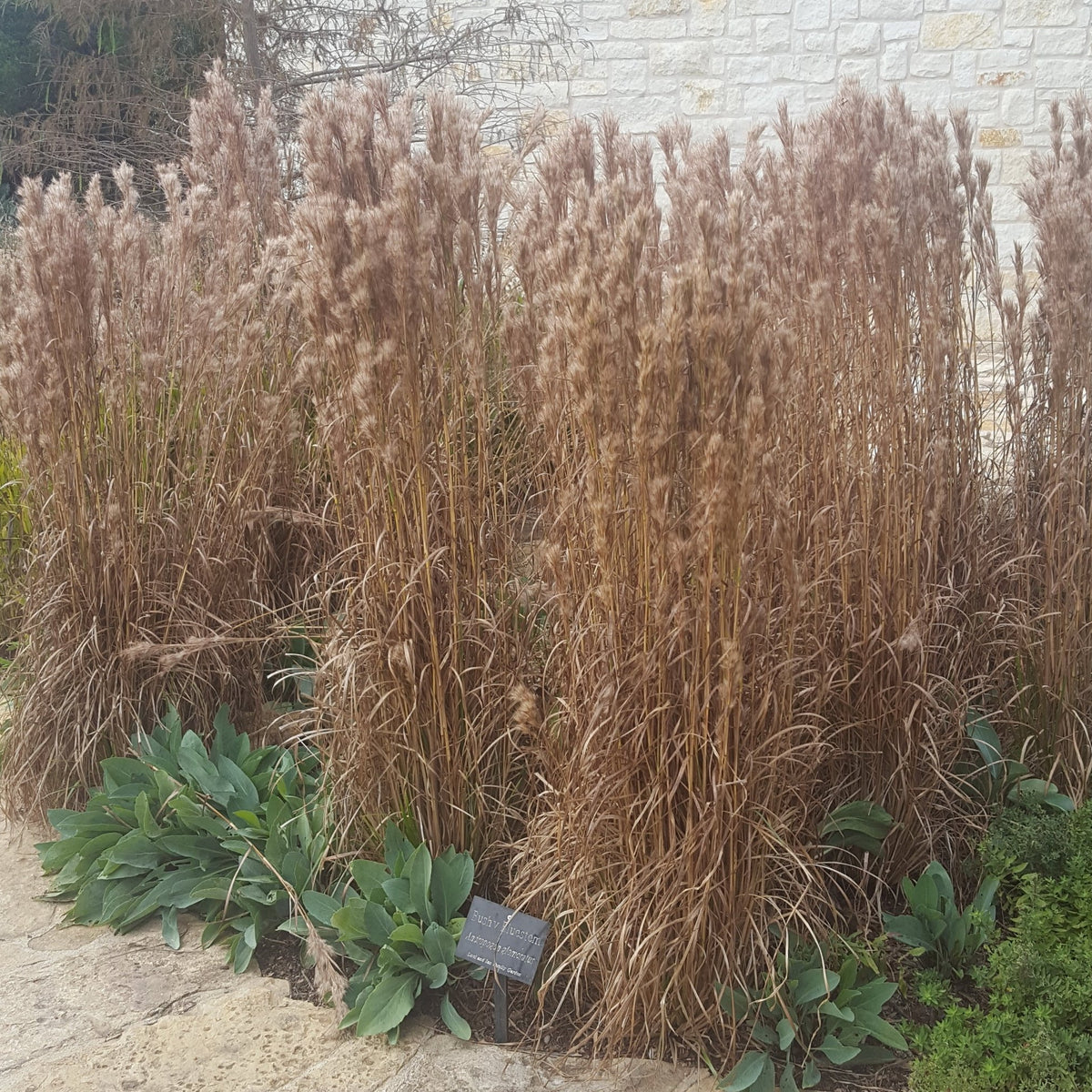 Bushy Bluestem (Andropogon glomeratus)
