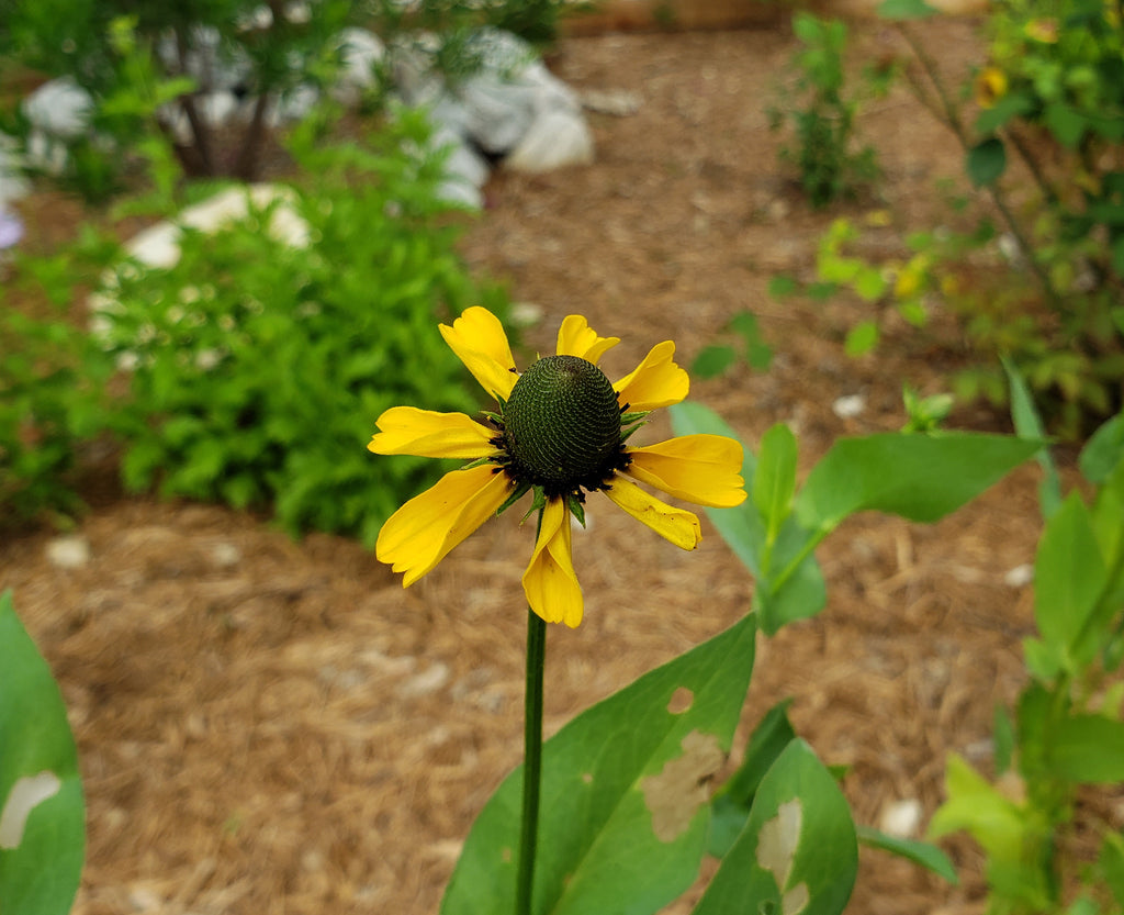 Clasping Coneflower (Dracopis amplexicaulis)