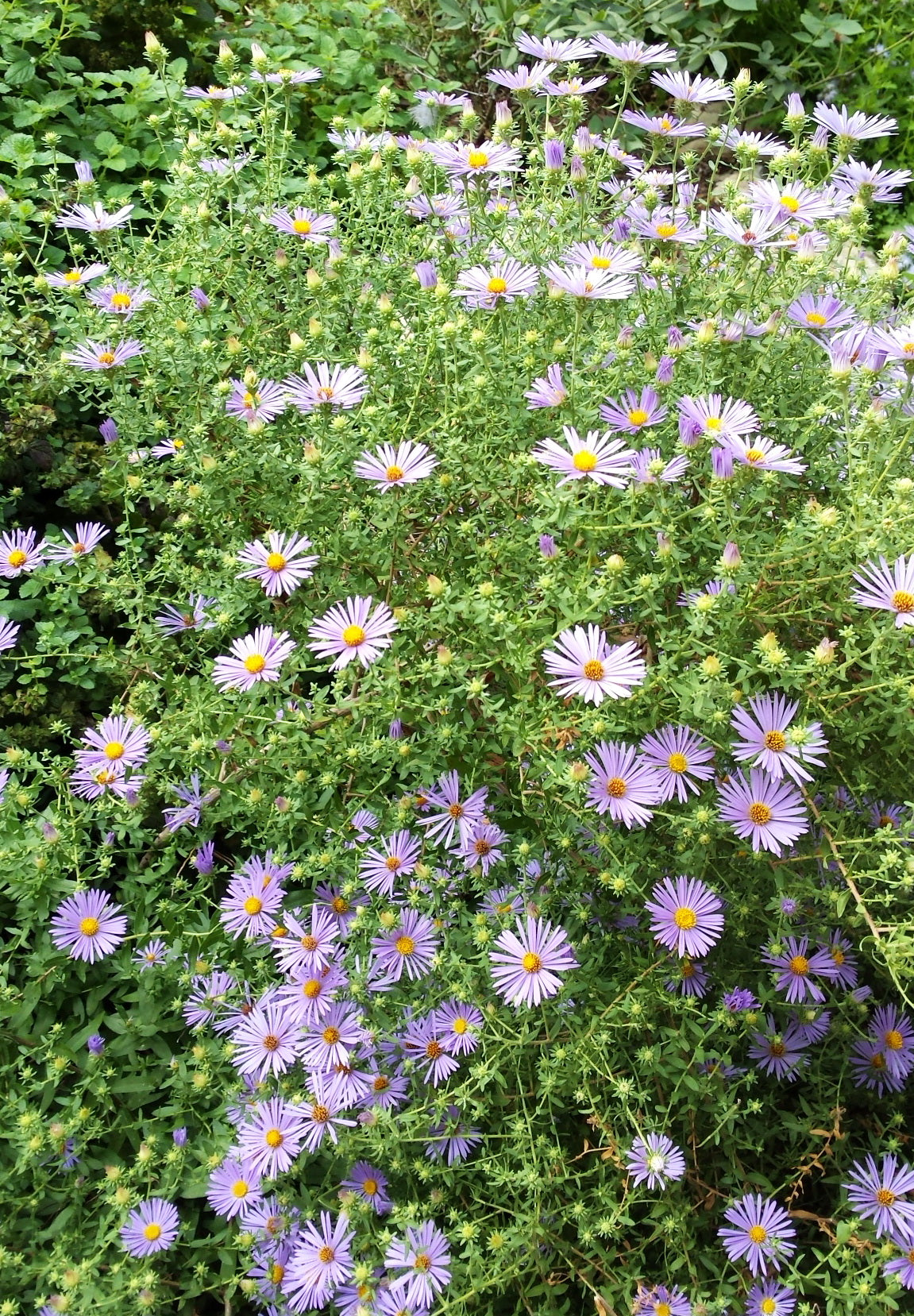 Fall aster (Symphyotrichum oblongifolium)
