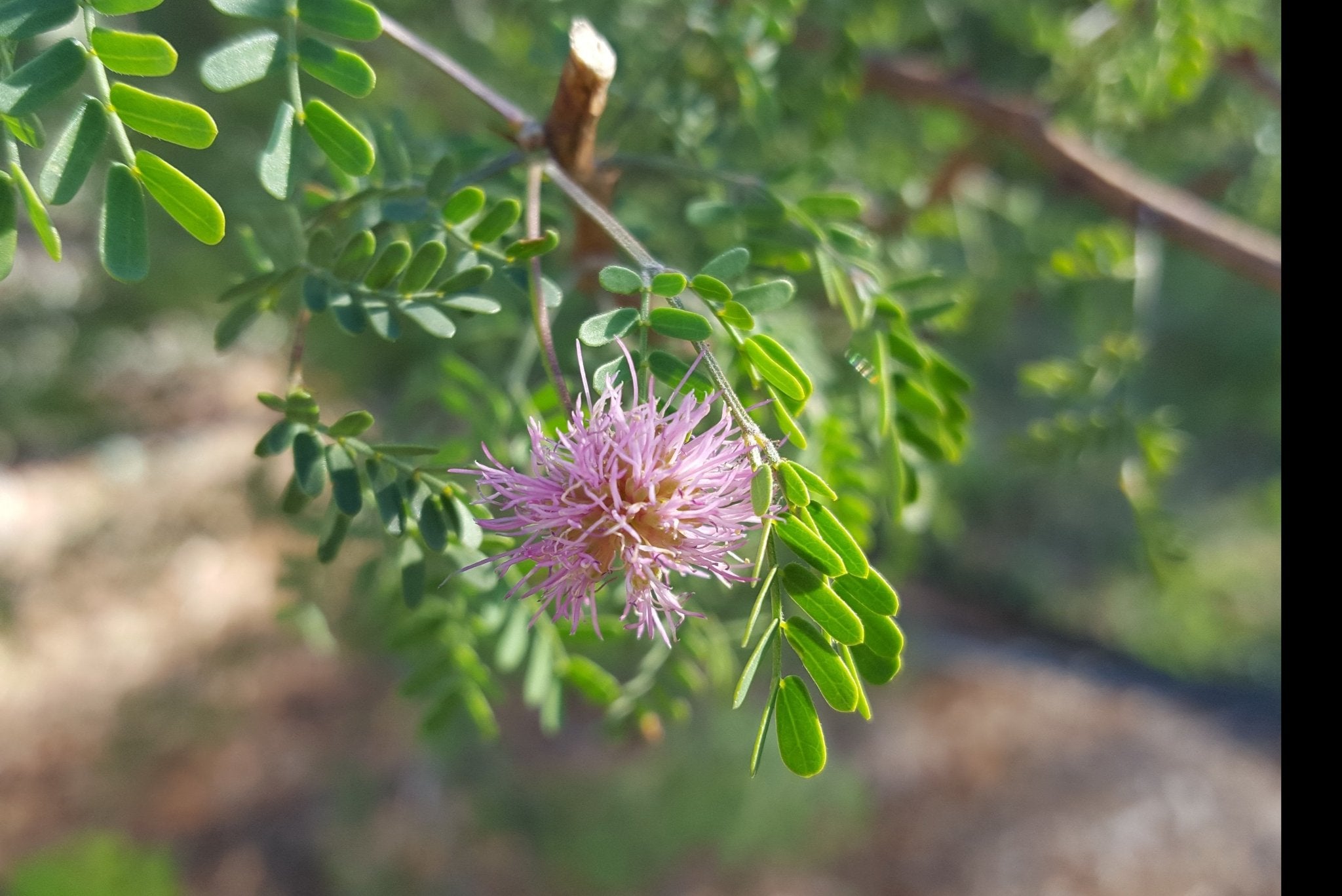 Fragrant mimosa (Mimosa borealis)