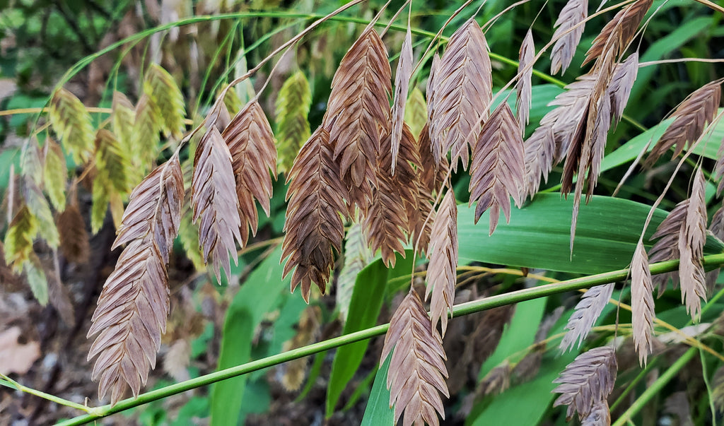 Inland sea oats (Chasmanthium latifolium)