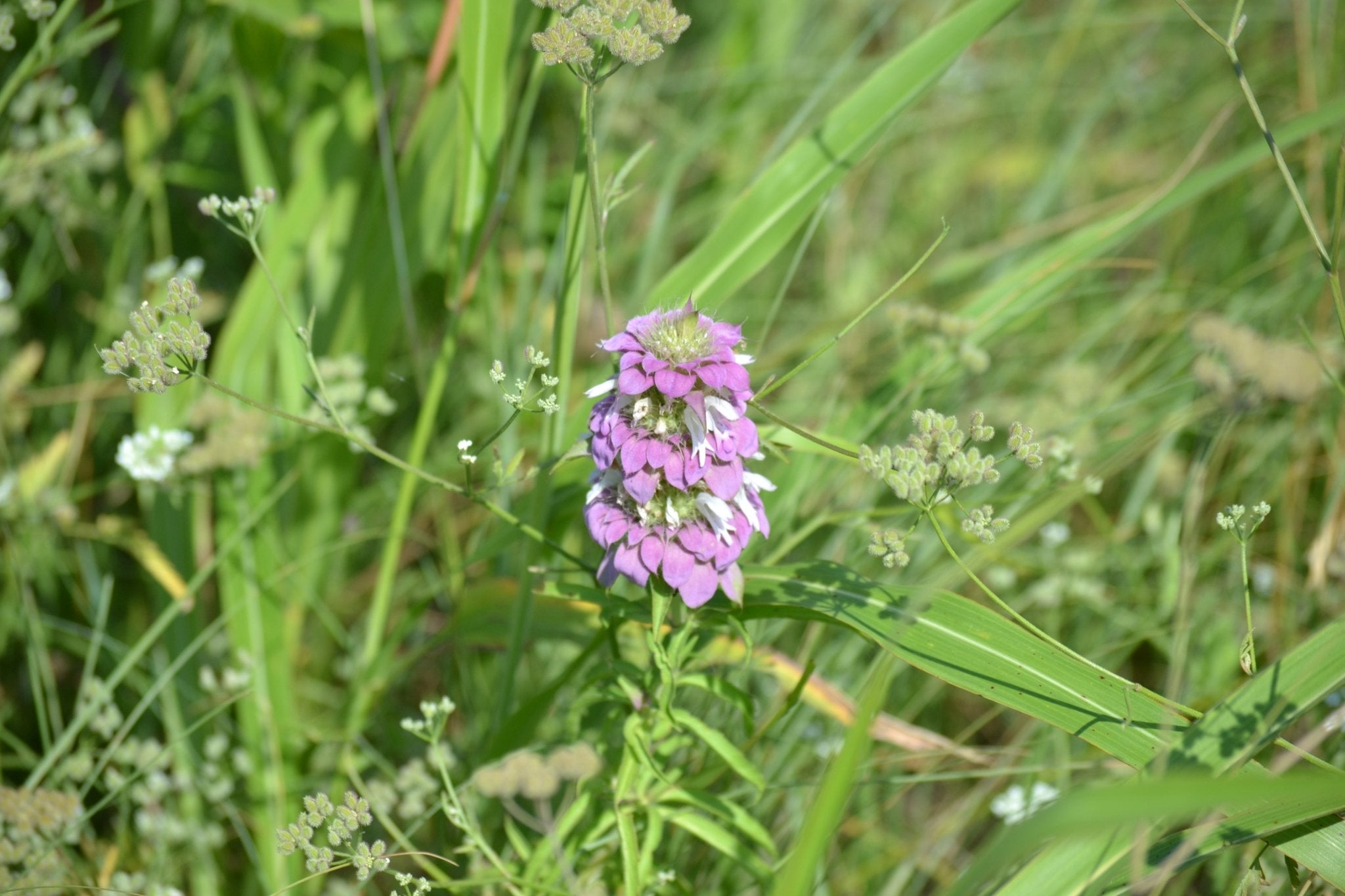 Monarda citriodora (Lemon Beebalm)