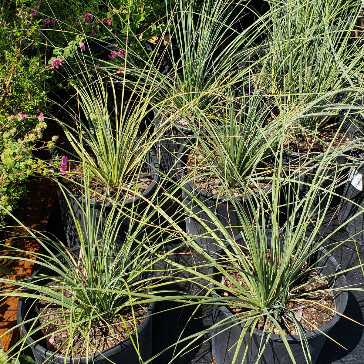 Lindheimer's nolina (Nolina lindheimeriana)
