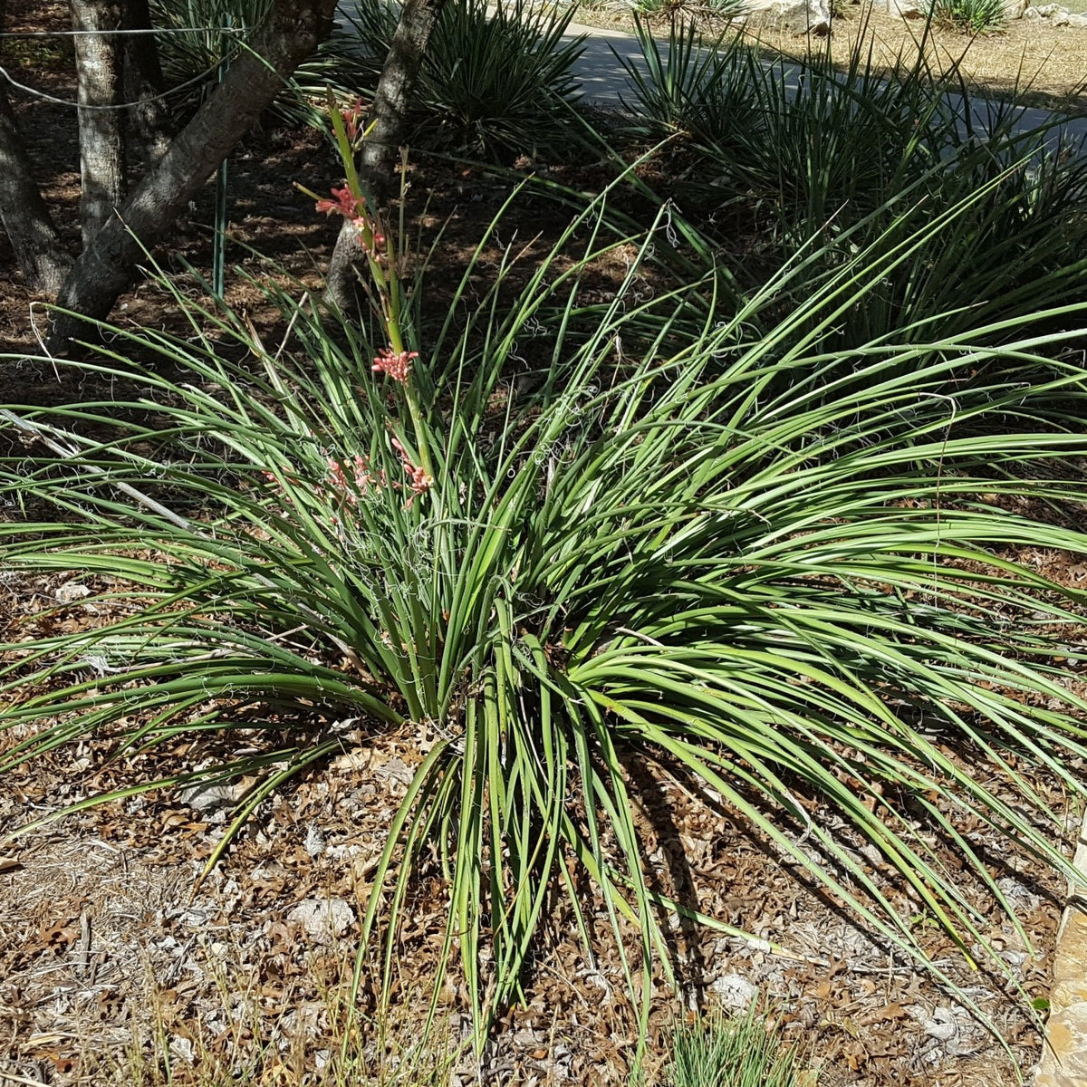 Yucca, Red (Hesperaloe parviflora)