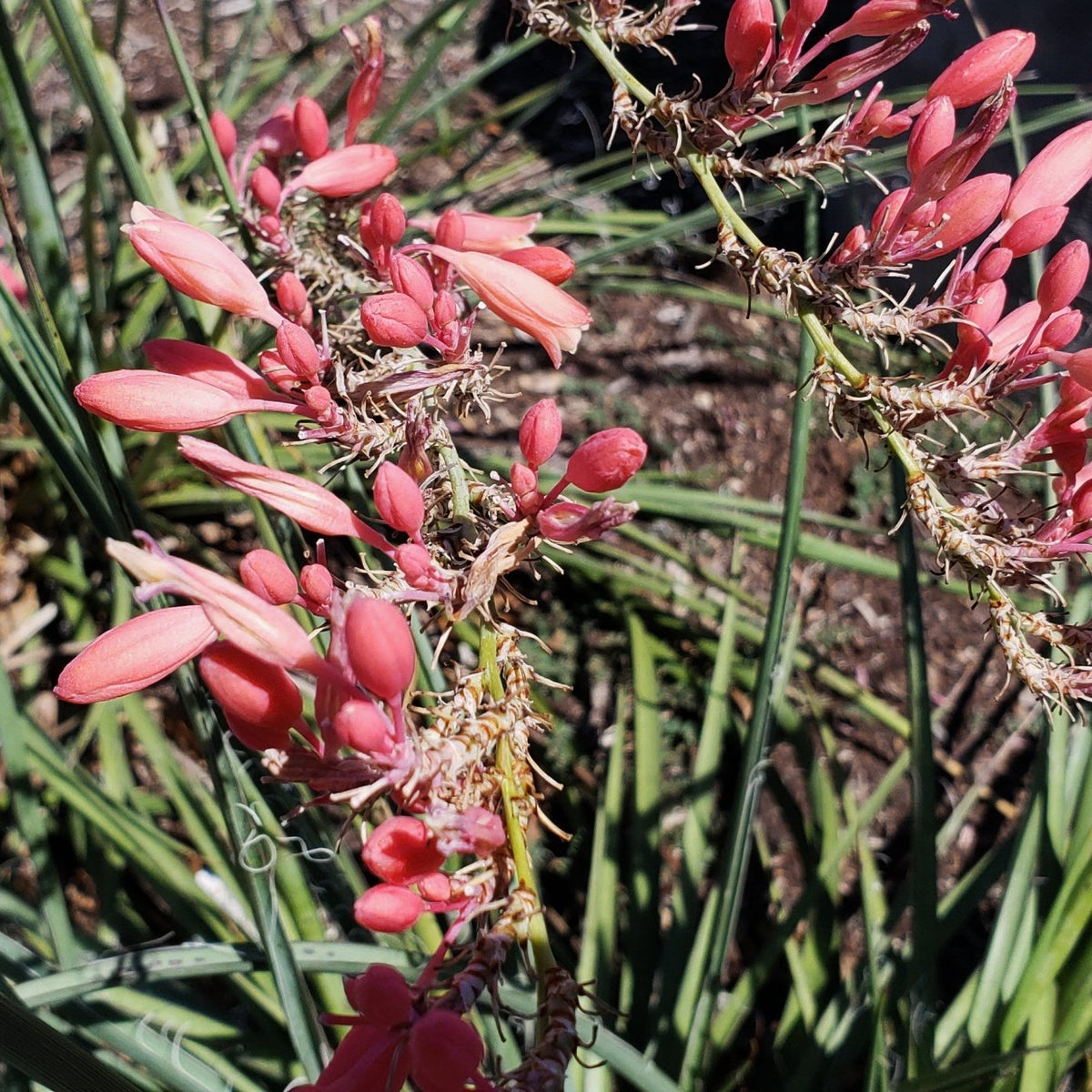 Yucca, Red (Hesperaloe parviflora)