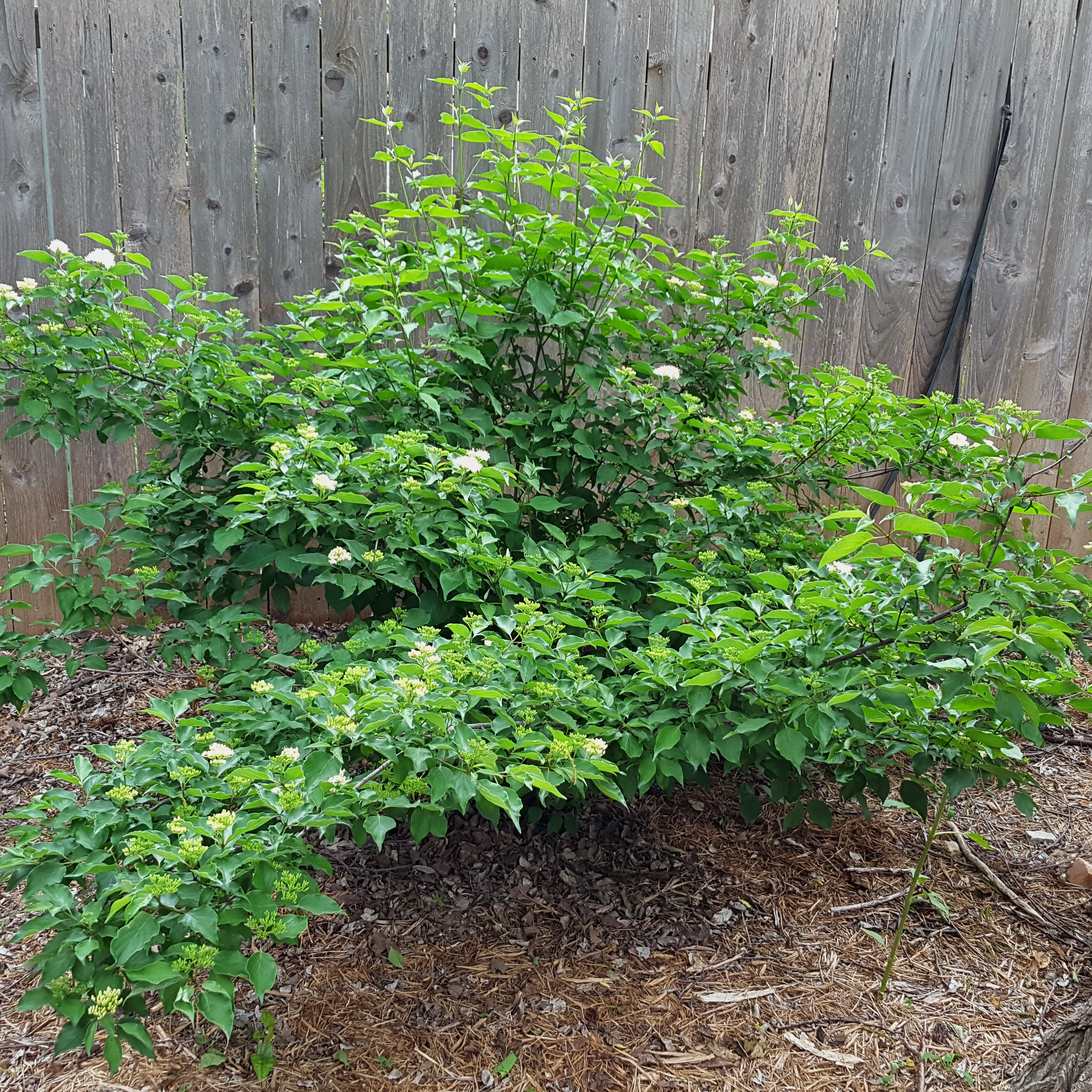 Roughleaf dogwood (Cornus drummondii)