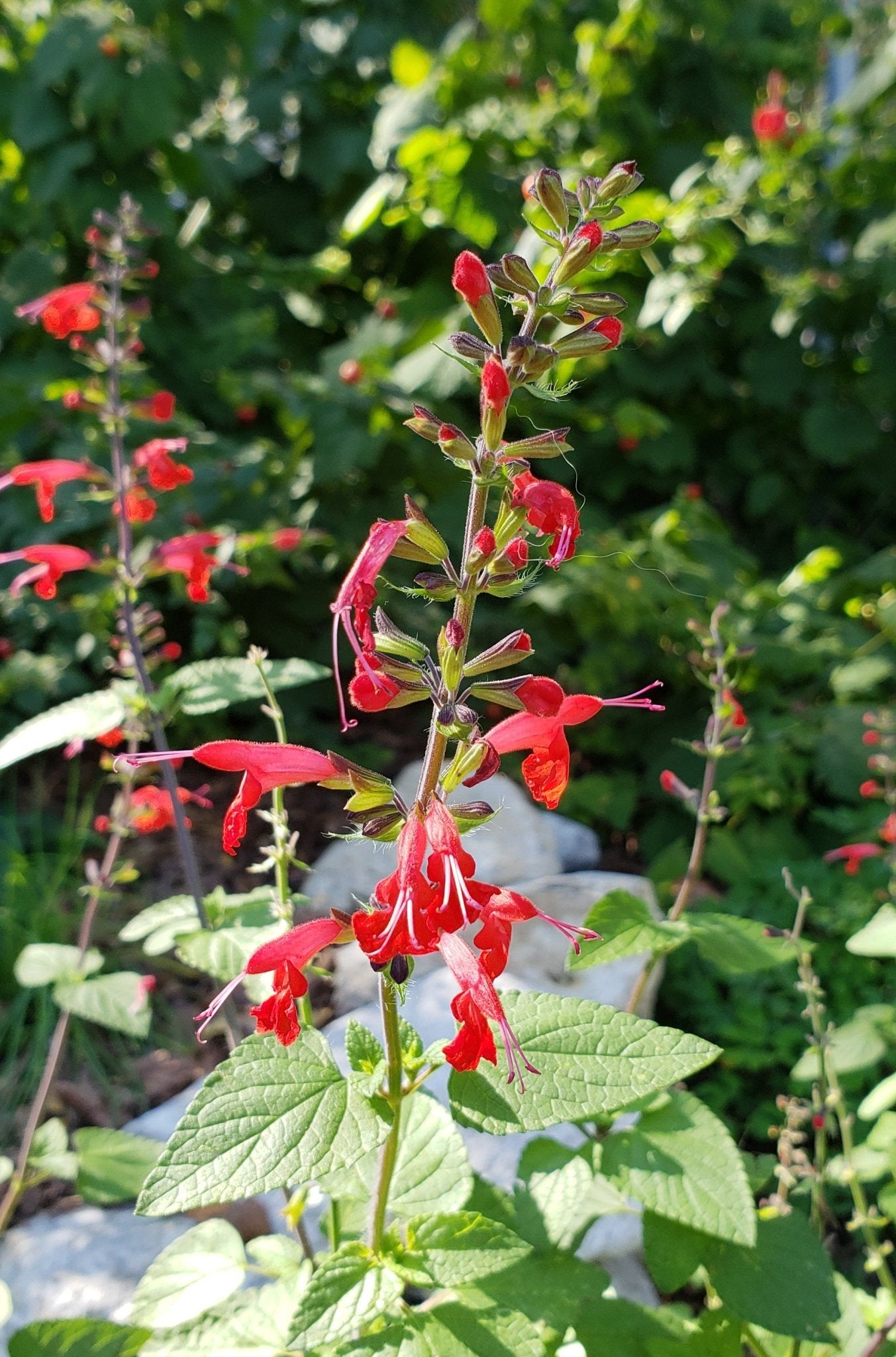 Scarlet Sage (Salvia coccinea)
