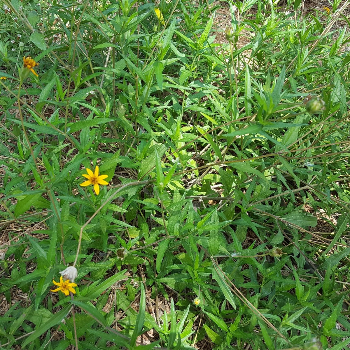 Zexmenia (Zexmenia hispida or Wedelia hispida)