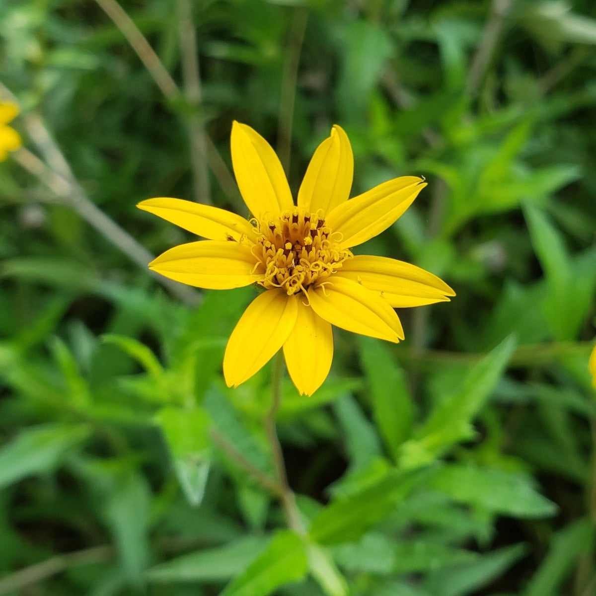 Zexmenia (Zexmenia hispida or Wedelia hispida)