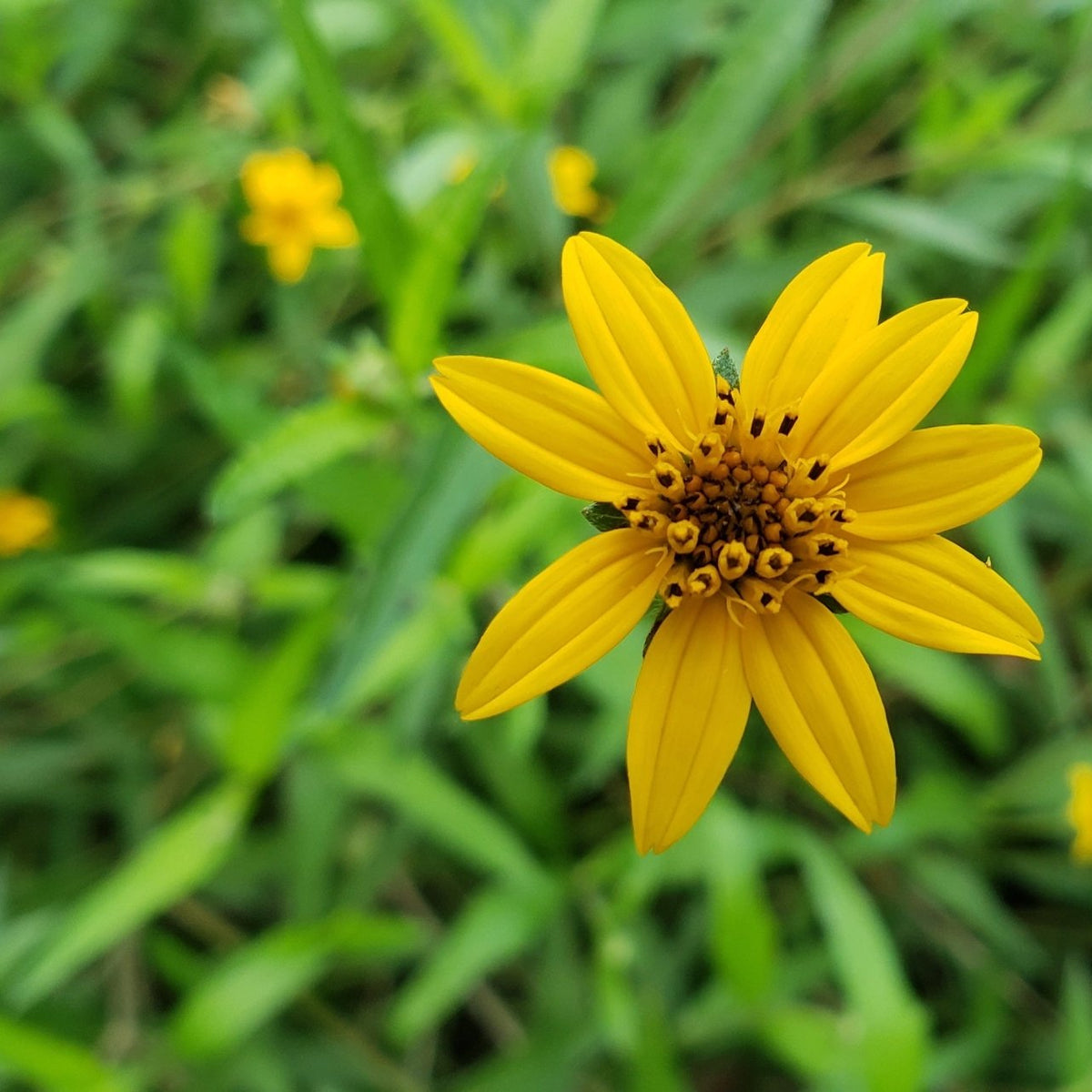 Zexmenia (Zexmenia hispida or Wedelia hispida)