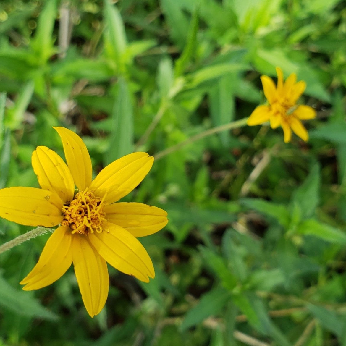 Zexmenia (Zexmenia hispida or Wedelia hispida)