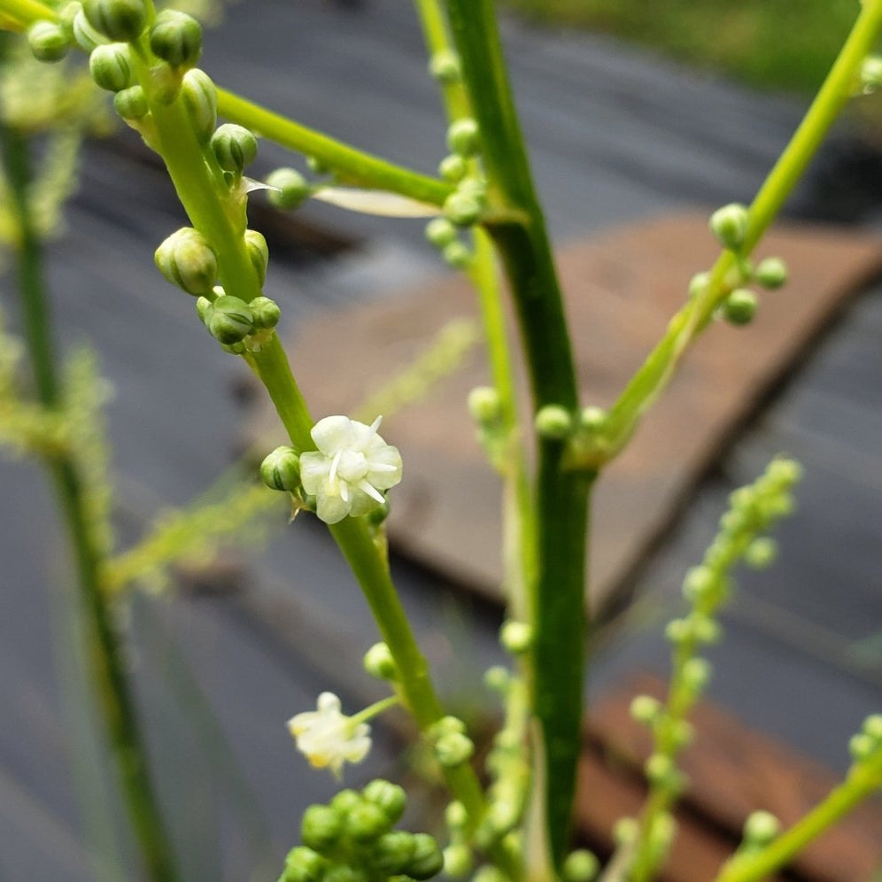 Lindheimer's Beargrass (Nolina lindheimeriana)