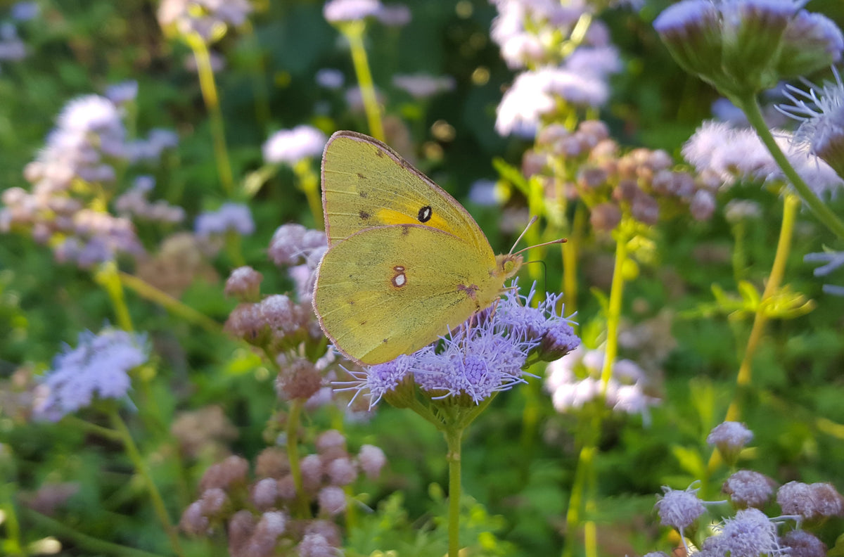 Create a Wildlife Habitat
