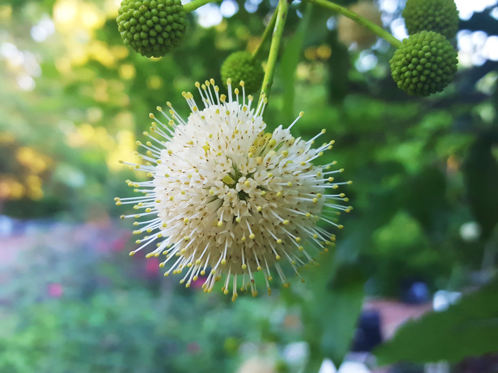 Plant Focus: Buttonbush, A Delightful Surprise