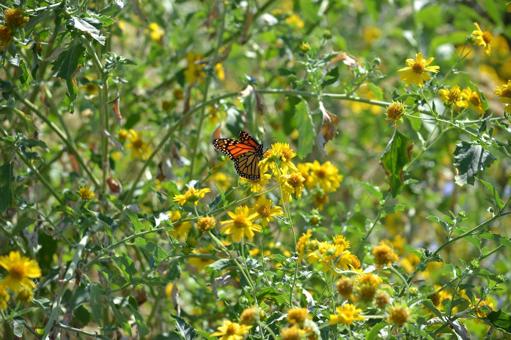 Fall Bloomers for Migrating Monarchs and Late Season Pollinators
