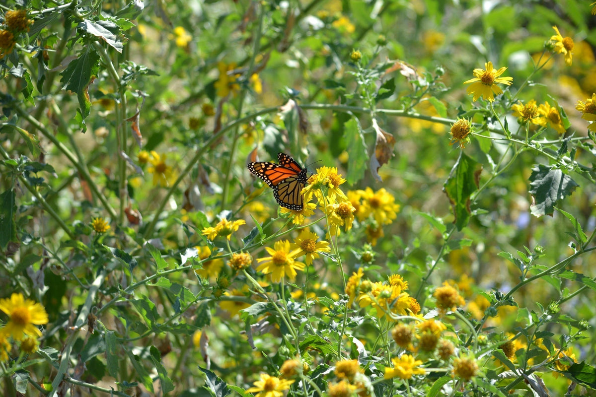 Fall Bloomers for Migrating Monarchs and Late Season Pollinators