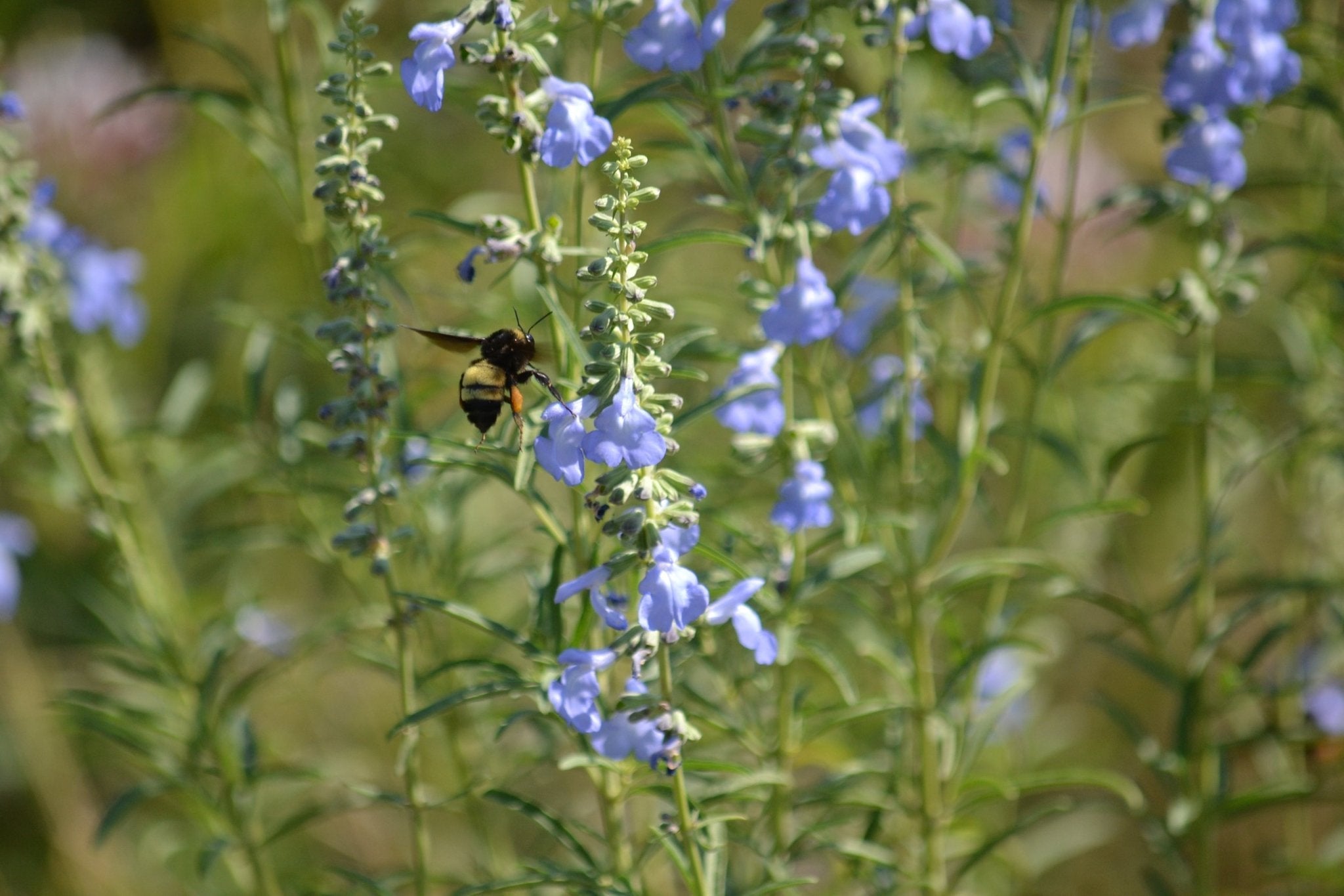 Native Plants for Cross Timbers Dry, Well-Draining Soils