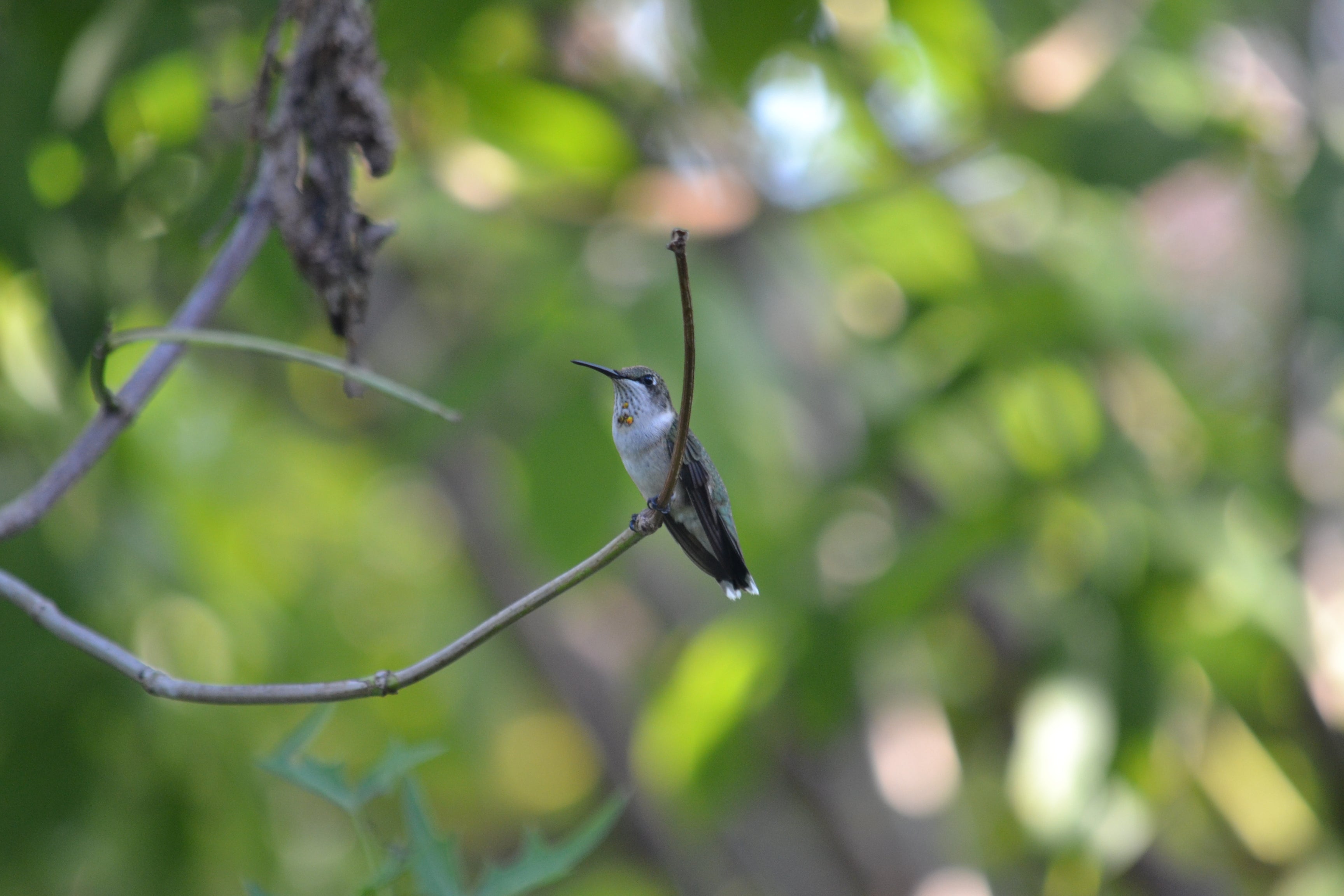 Native Plants: Giving Wildlife a Place to Call Home