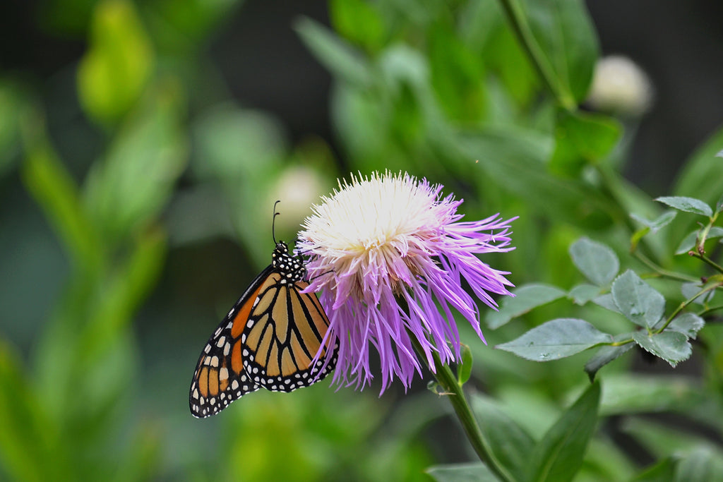 Monarch on American Basketflower