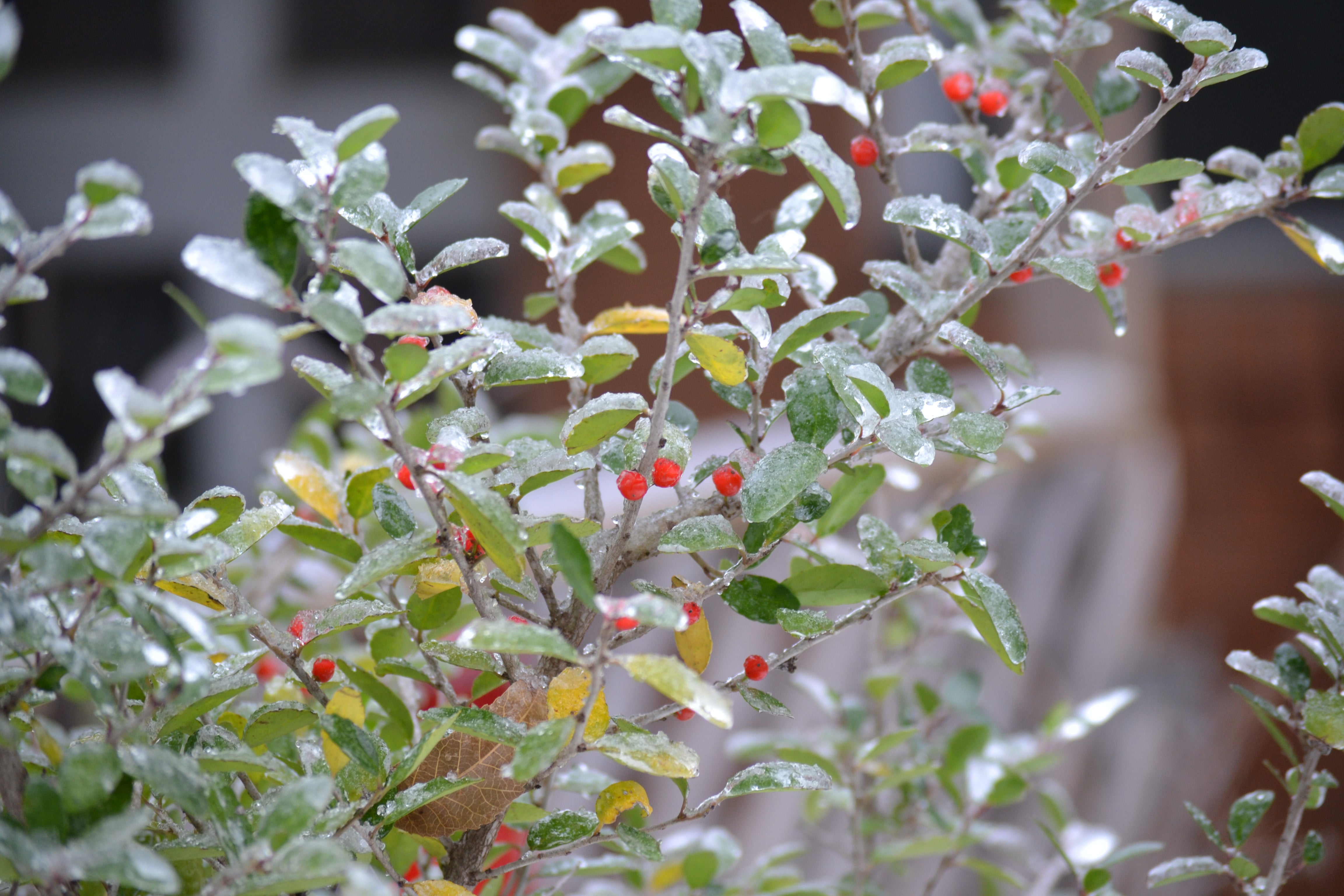 What Not to Cut Back This Winter