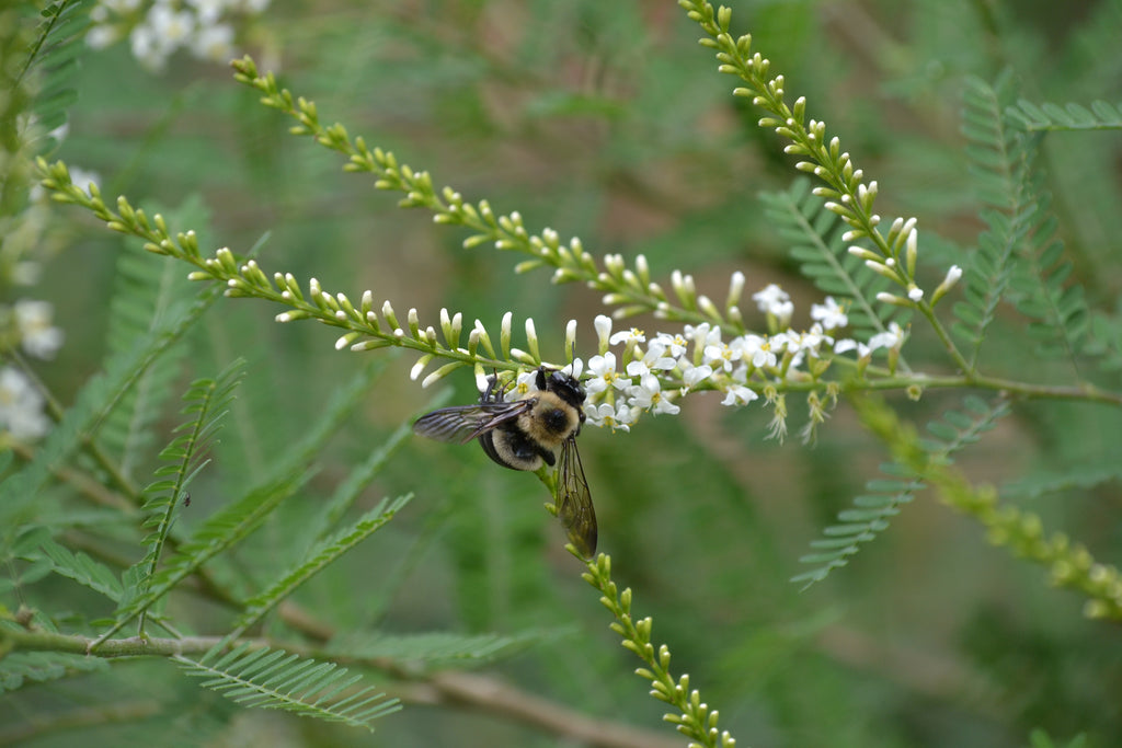 Native bee friendly plants