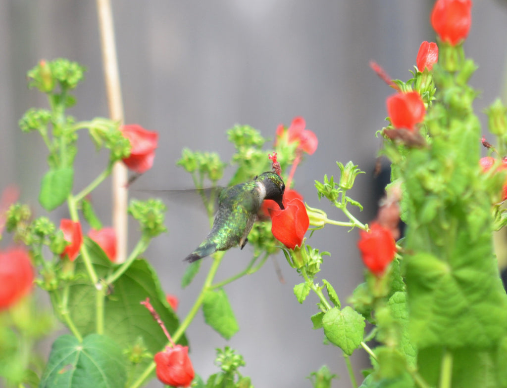 Hummingbird friendly plants