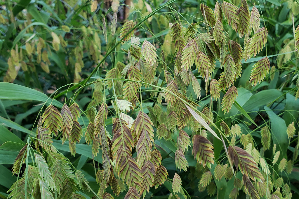 companion plants for snake herb dyschoriste linearis part sun Dyschoriste linearis (Snake Herb) – Eco Blossom Nursery
