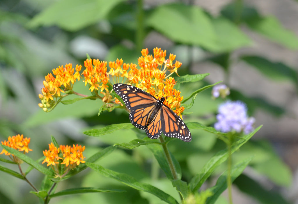 Plants for Monarch butterflies