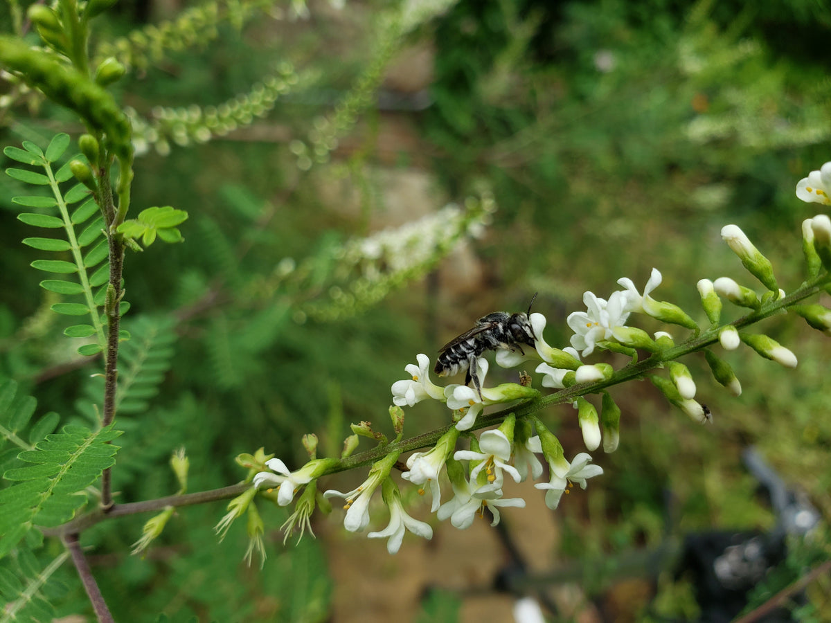Texas kidneywood (Eysenhardtia texana)