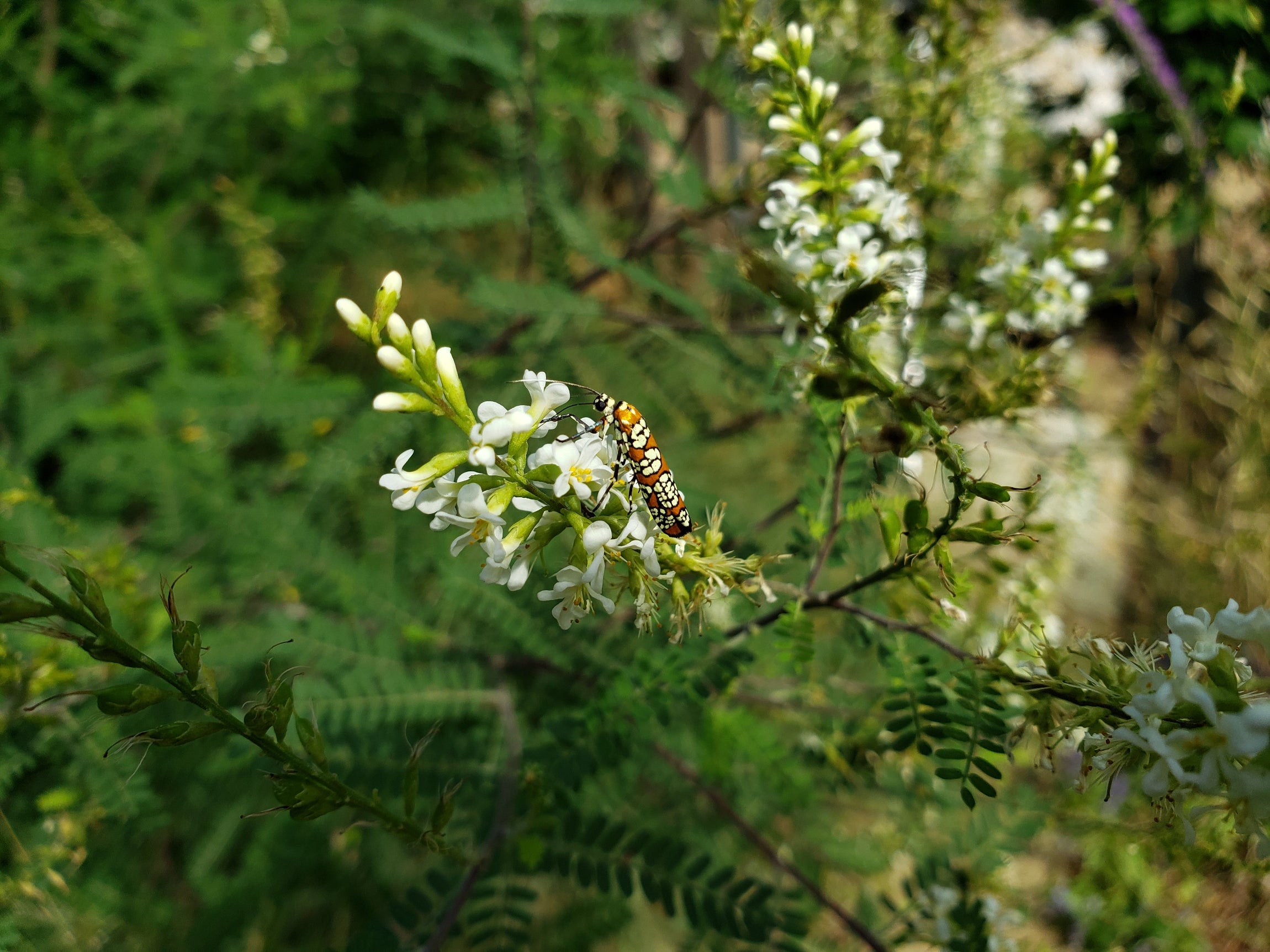Texas kidneywood (Eysenhardtia texana)