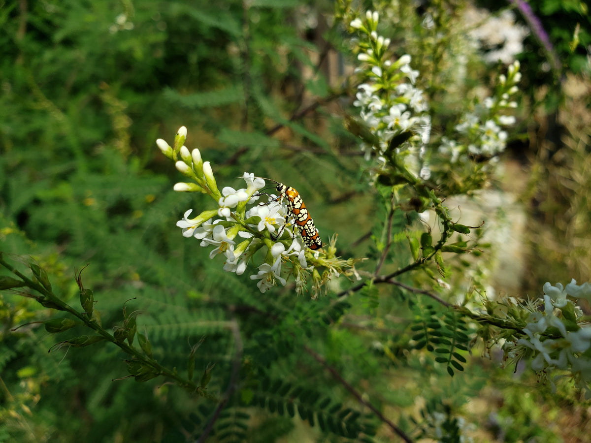 Texas kidneywood (Eysenhardtia texana)