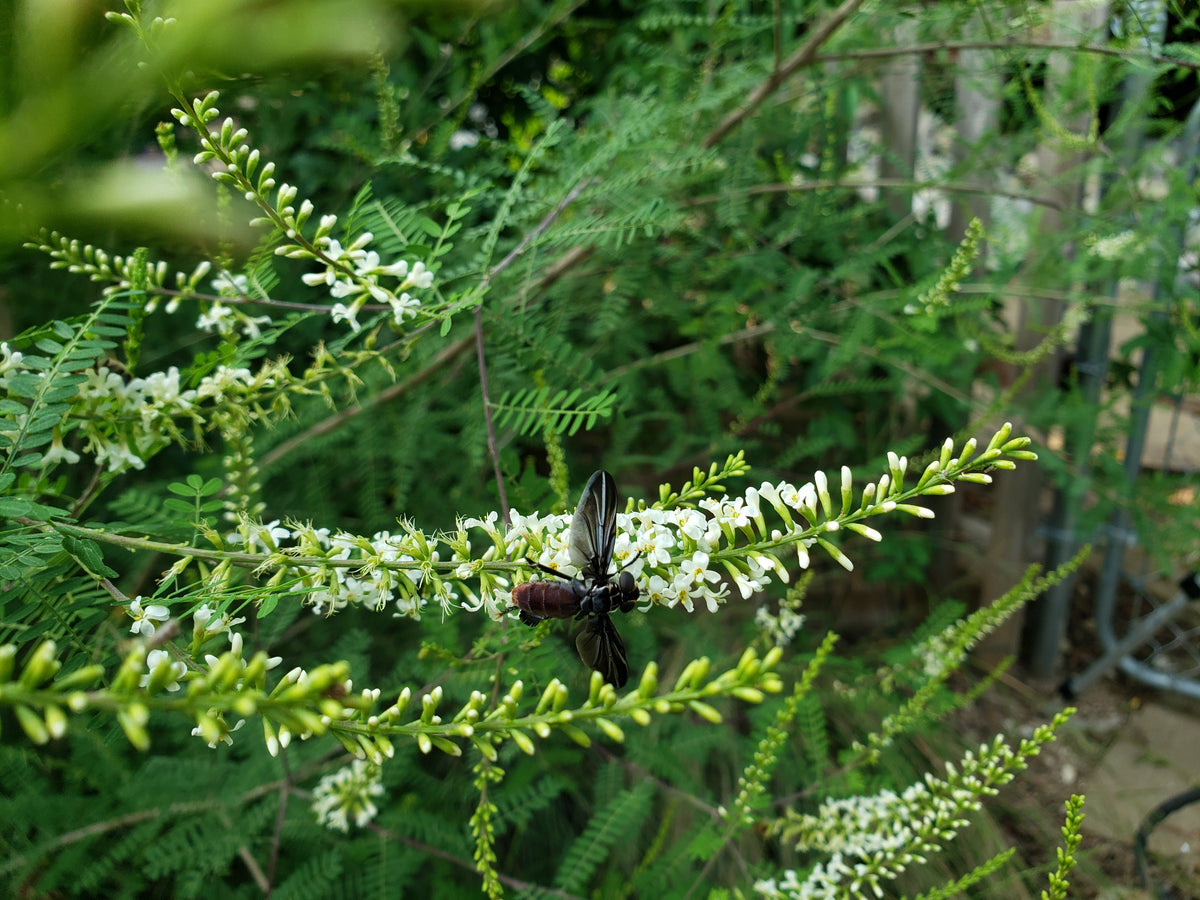 Texas kidneywood (Eysenhardtia texana)