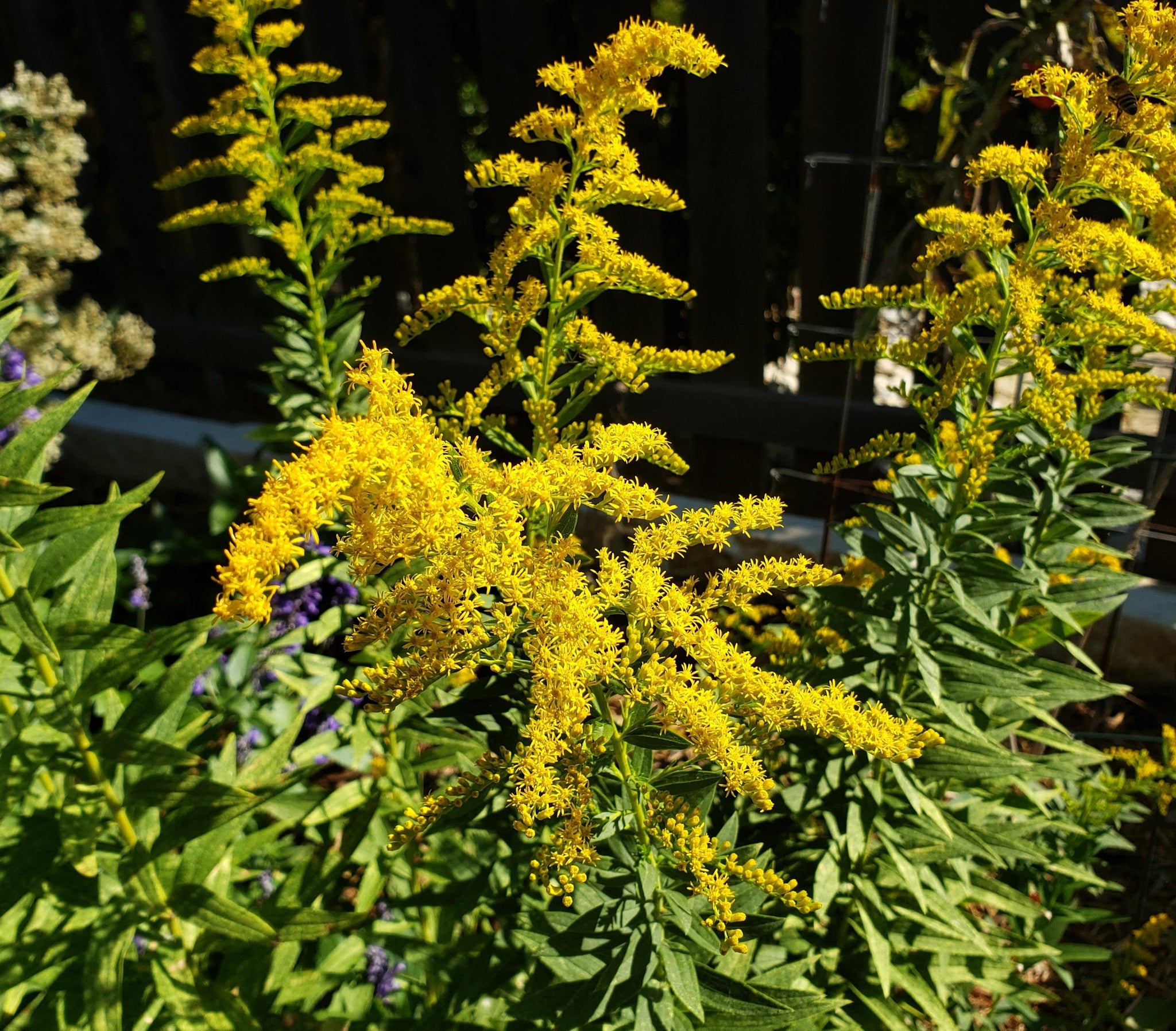 Solidago altissima (Tall Goldenrod) – Eco Blossom Nursery