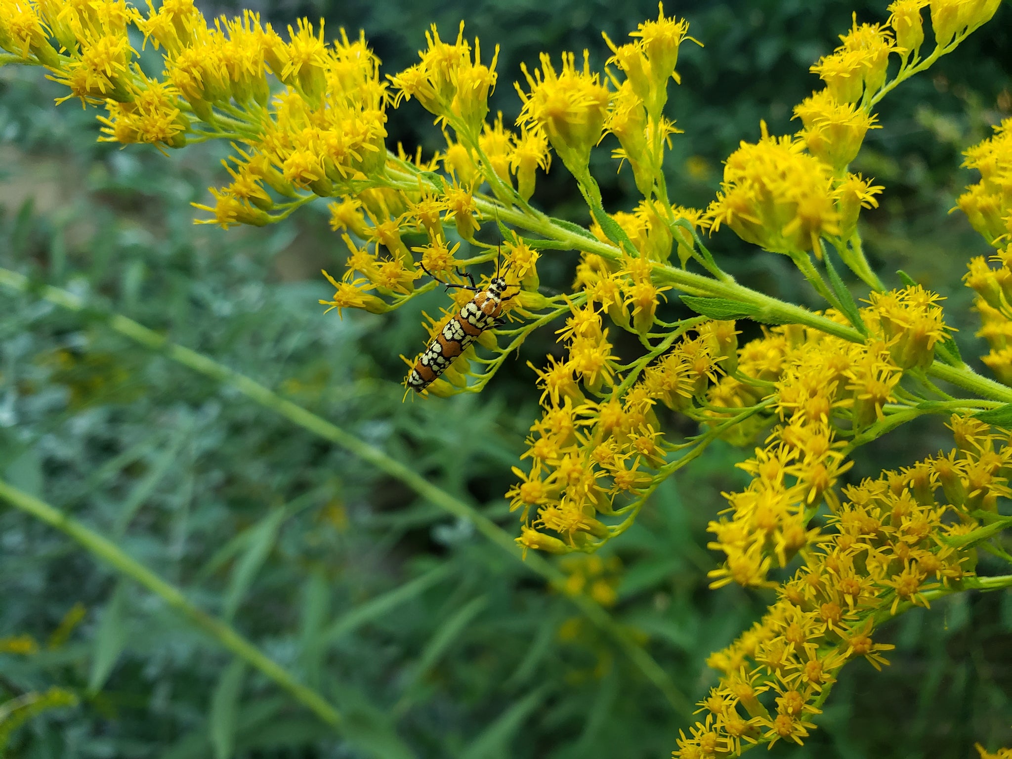 goldenrod solidago altissima Solidago altissima (Tall Goldenrod) – Eco Blossom Nursery