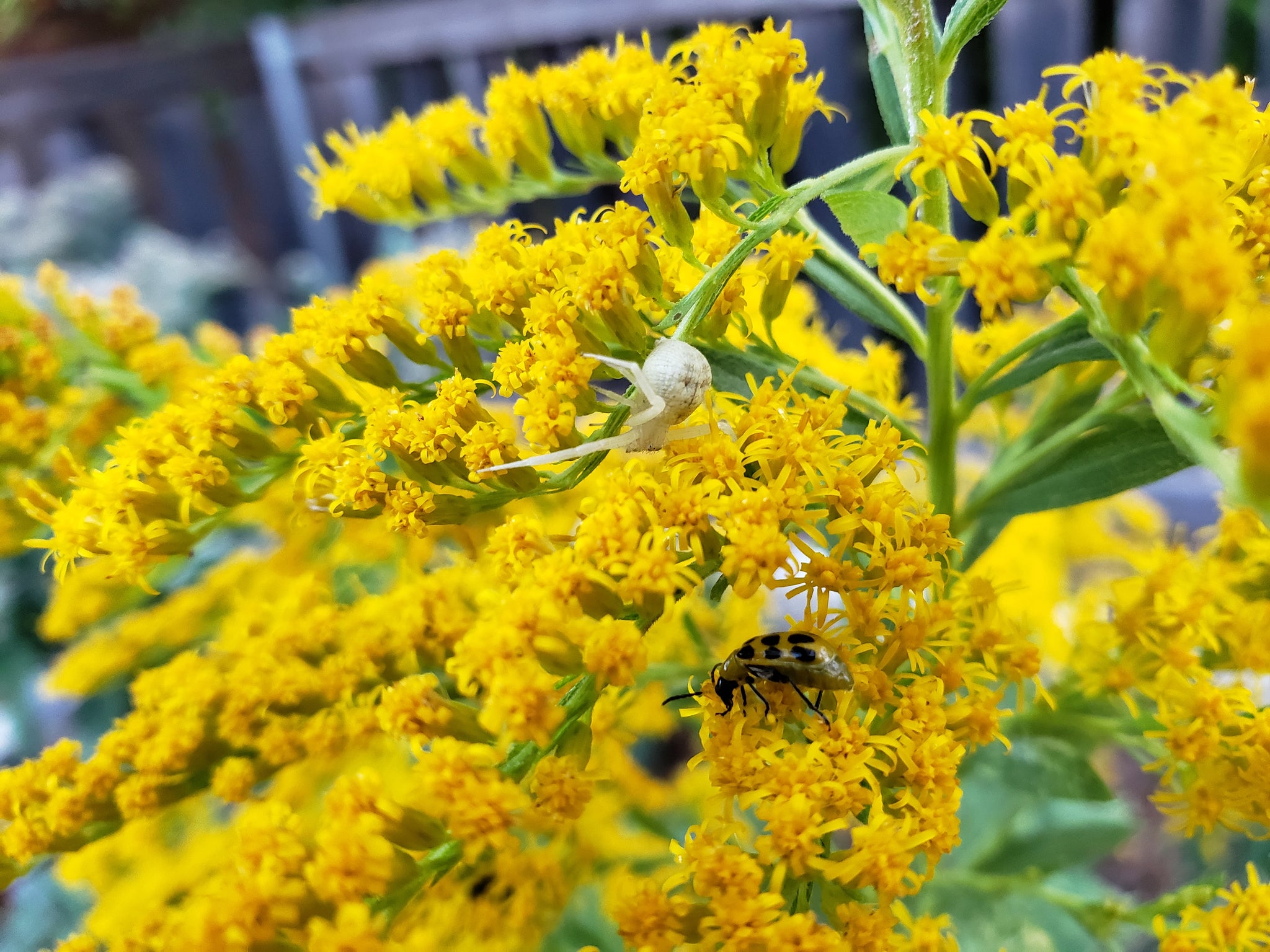 goldenrod solidago altissima Solidago altissima (Tall Goldenrod) – Eco Blossom Nursery