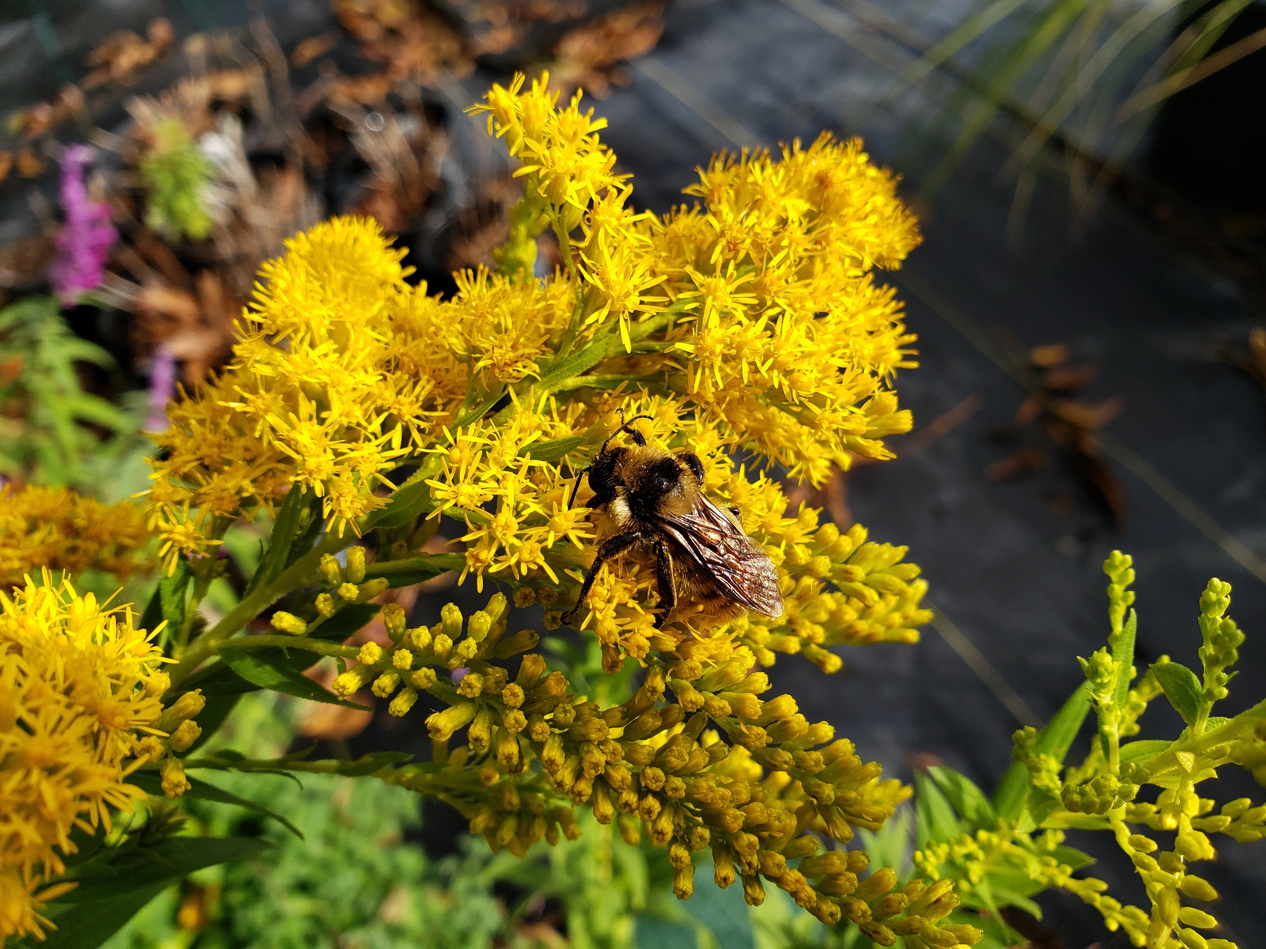 Solidago altissima (Tall Goldenrod)