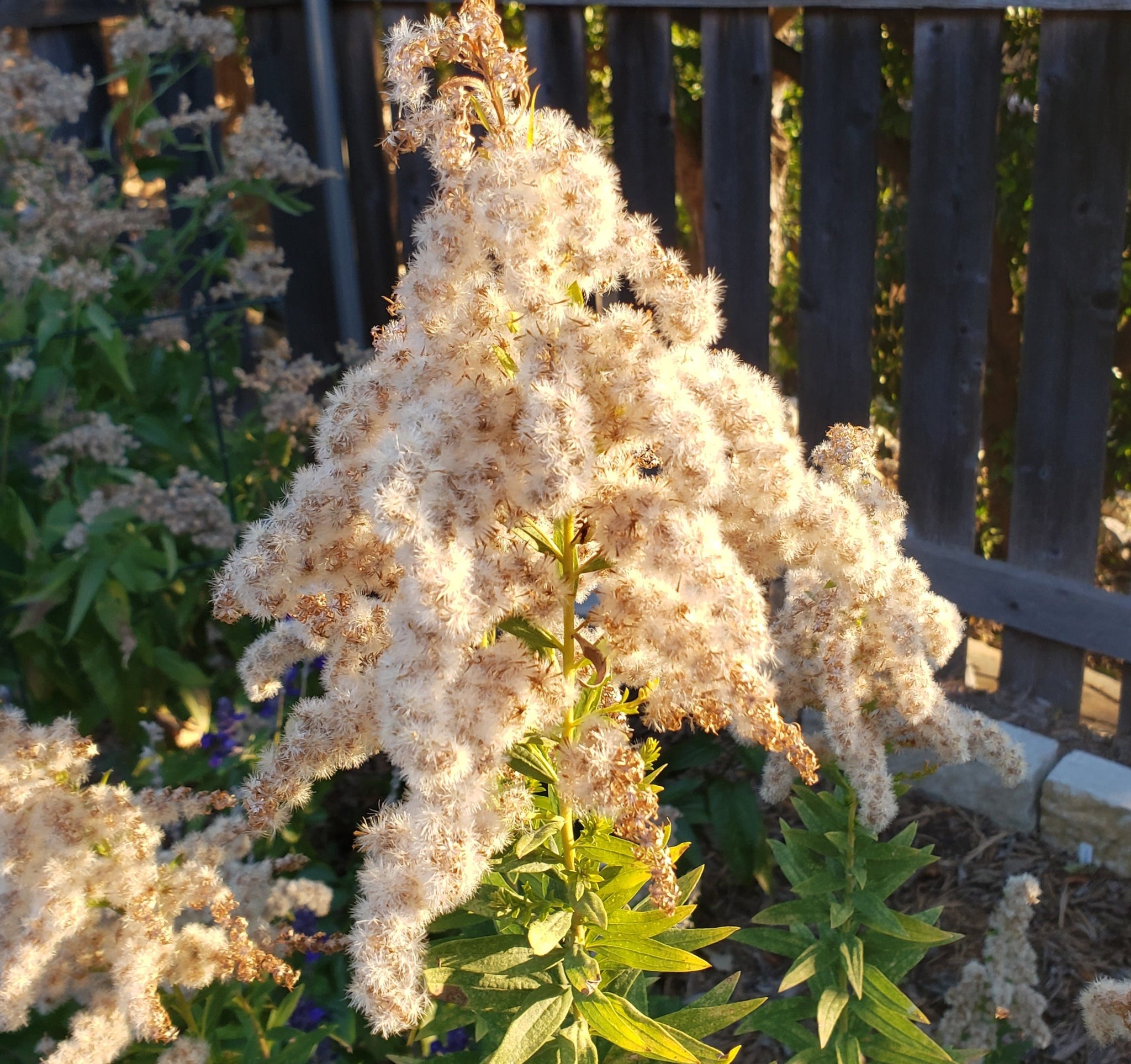 goldenrod solidago altissima Solidago altissima (Tall Goldenrod) – Eco Blossom Nursery