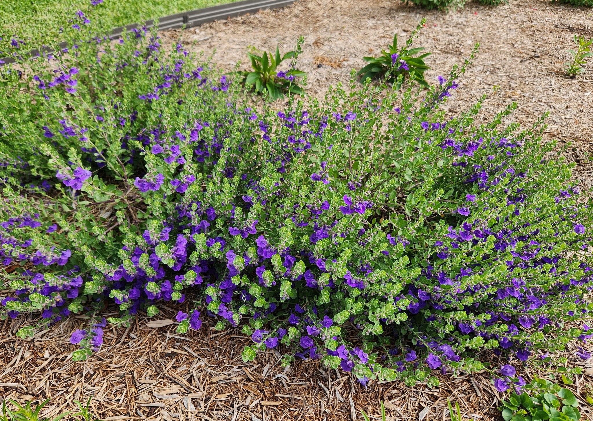 Scutellaria wrightii (Purple Skullcap) – Eco Blossom Nursery