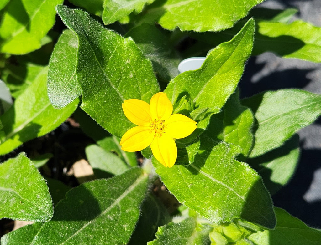 small yellow flower house plant Lindheimera texana (Texas Yellowstar)