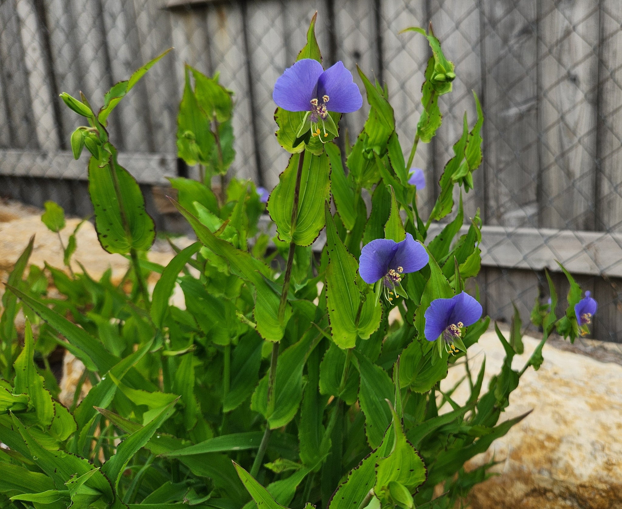 Spiderwort, Dwarf – Eco Blossom Nursery